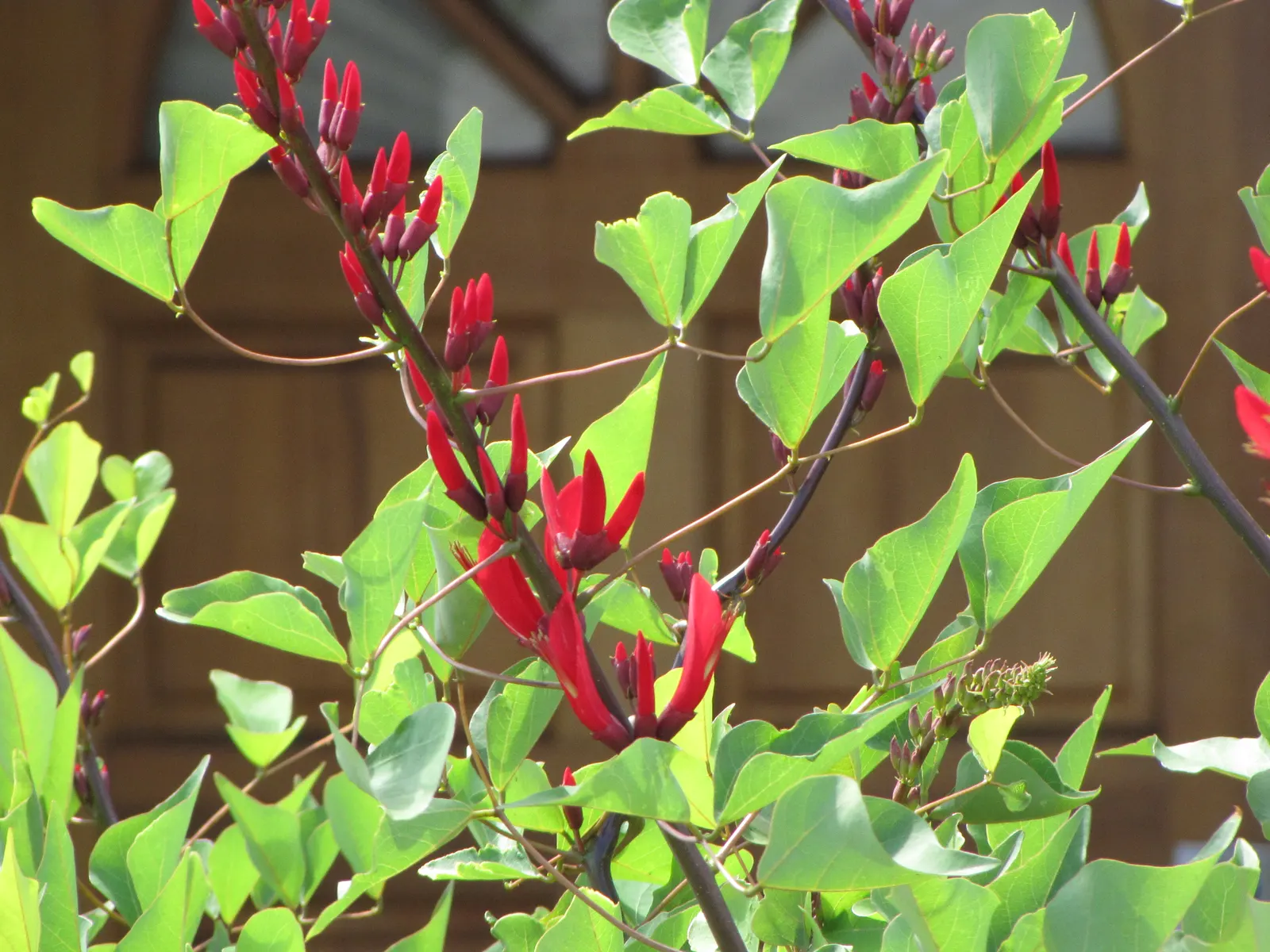 Cockspur Coral Tree (Erythrina Crista-Galli) — tree for full; low-maintenance addition to their garden, image 72