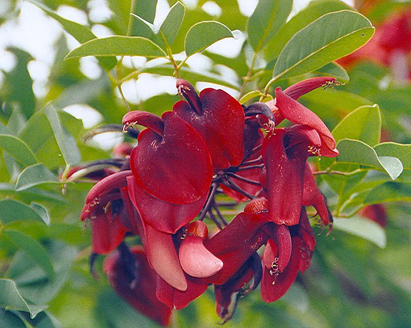 Cockspur Coral Tree (Erythrina Crista-Galli) — Erythrina crista-galli offers bold color; its trunk and branches are notable, image 67