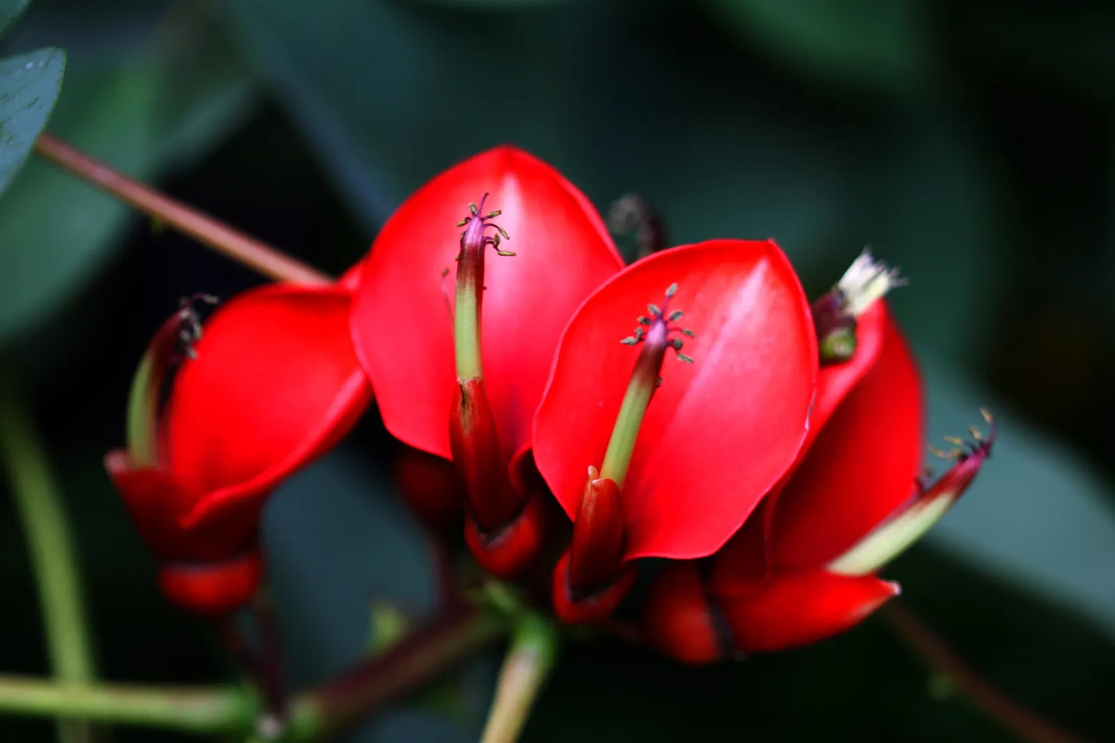 Cockspur Coral Tree (Erythrina Crista-Galli) — Known to be drought-tolerant once established, the Cockspur Coral Tree is relatively, image 110