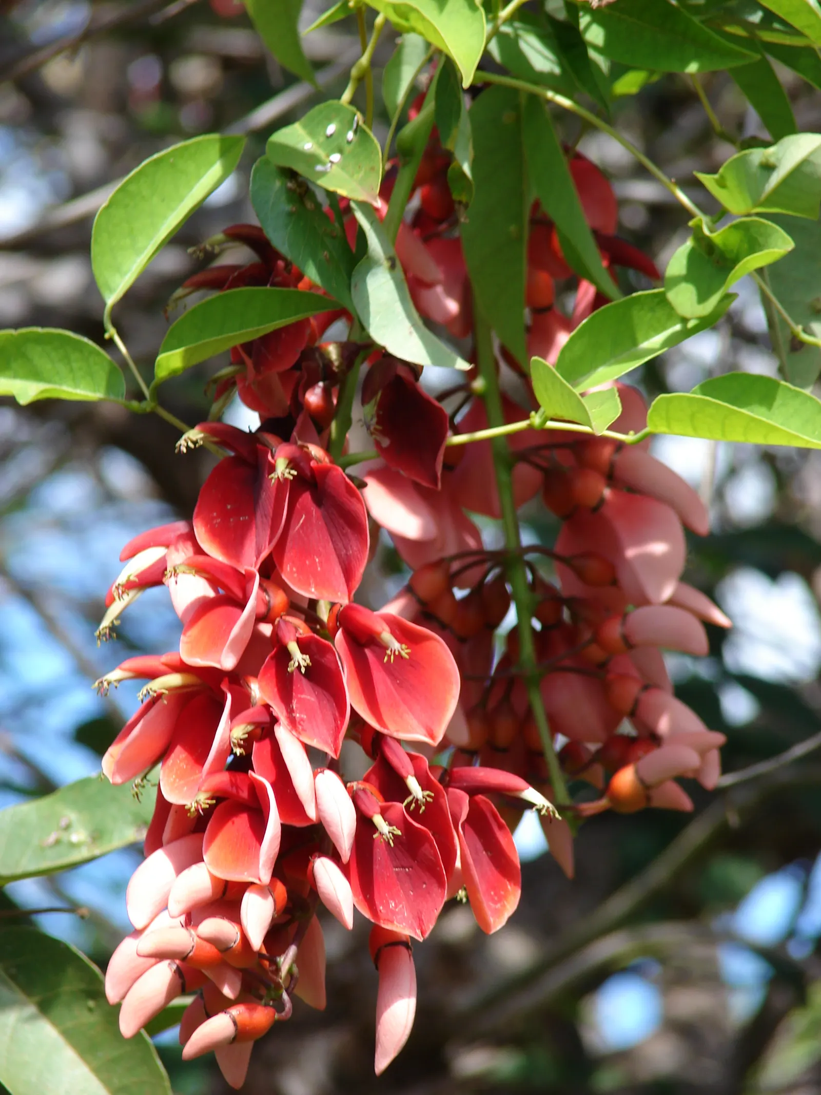 Cockspur Coral Tree (Erythrina Crista-Galli) — scientifically known as Erythrina crista-galli; erythrina crista-galli's canopy forms an, image 77