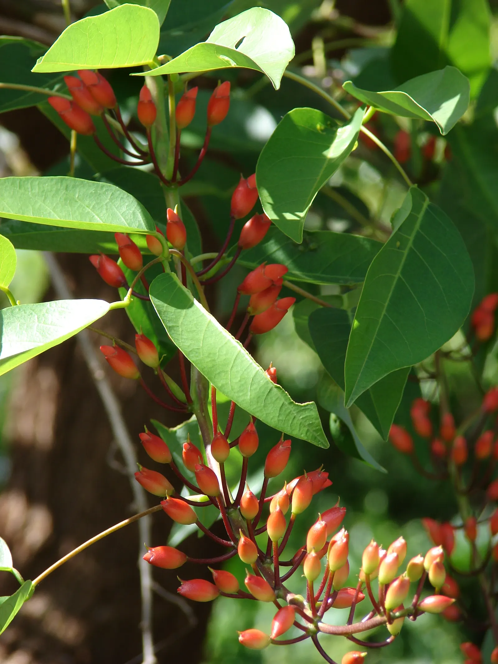 Cockspur Coral Tree (Erythrina Crista-Galli) — is a striking ornamental with vibrant red blossoms that erupt in spring and summer; making it a, image 121