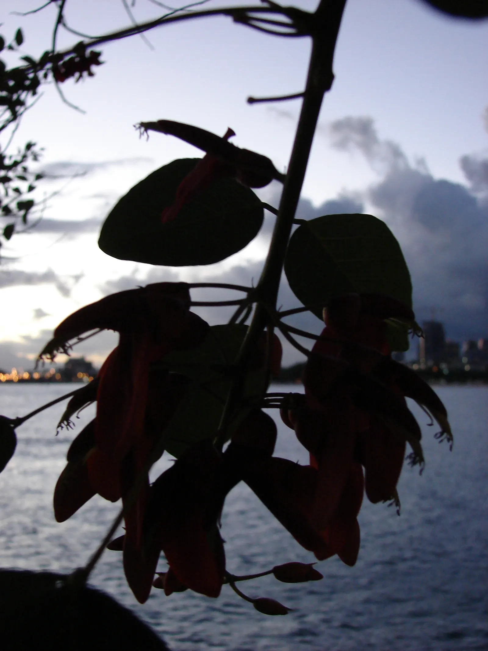 Cockspur Coral Tree (Erythrina Crista-Galli) — scientifically known as Erythrina crista-galli; erythrina crista-galli's canopy forms an, image 101