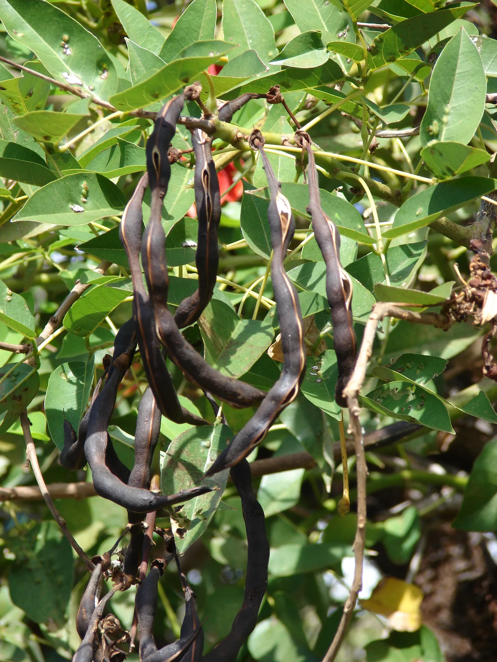 Cockspur Coral Tree (Erythrina Crista-Galli) — Growing 15-25 feet tall, this deciduous tree features a rugged trunk and thorny branches, image 74