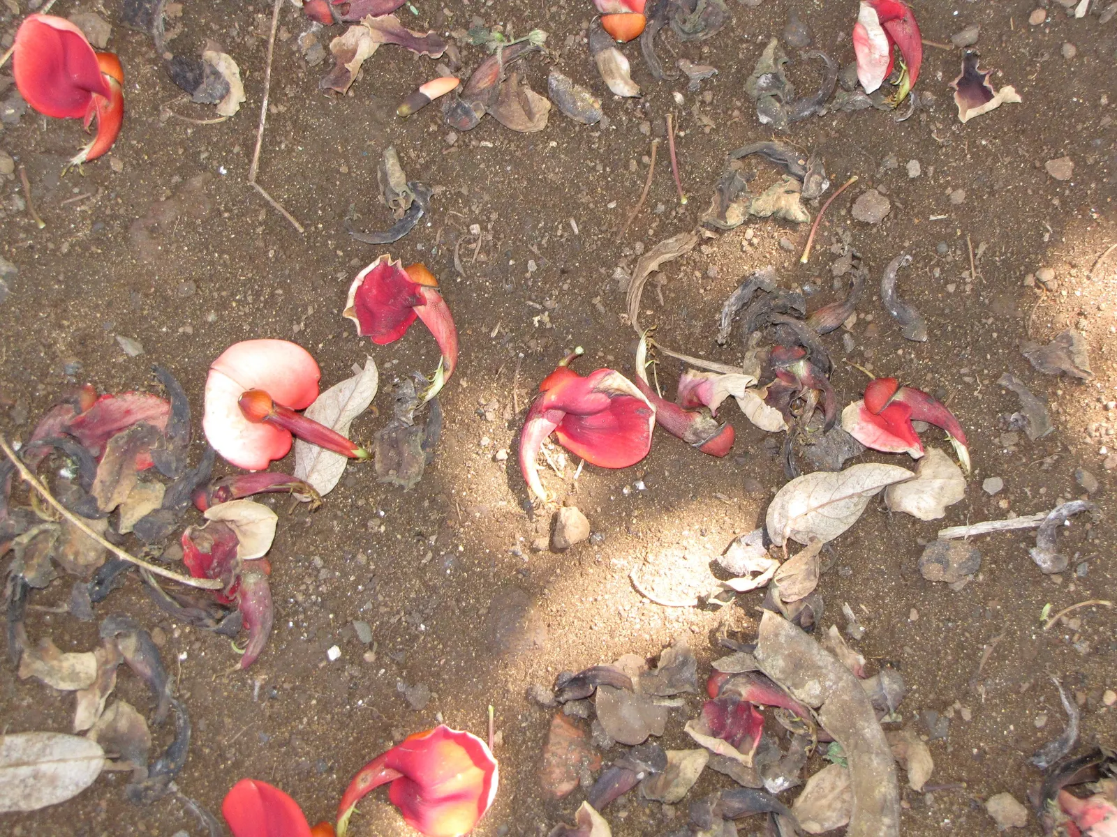 Cockspur Coral Tree (Erythrina Crista-Galli) — Erythrina crista-galli offers bold color; its trunk and branches are notable, image 115