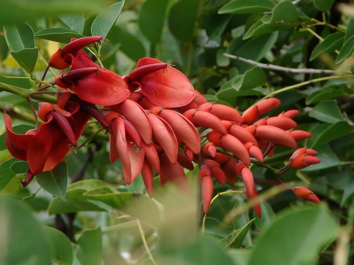 Cockspur Coral Tree (Erythrina Crista-Galli) — thorn-like spurs.<br><br>This species thrives in USDA Hardiness Zones 9-11; providing dappled shade, image 60