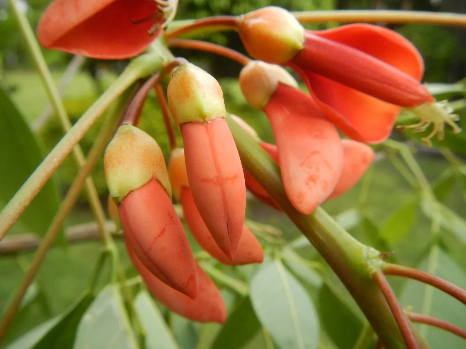 Cockspur Coral Tree (Erythrina Crista-Galli) — thorn-like spurs.<br><br>This species thrives in USDA Hardiness Zones 9-11