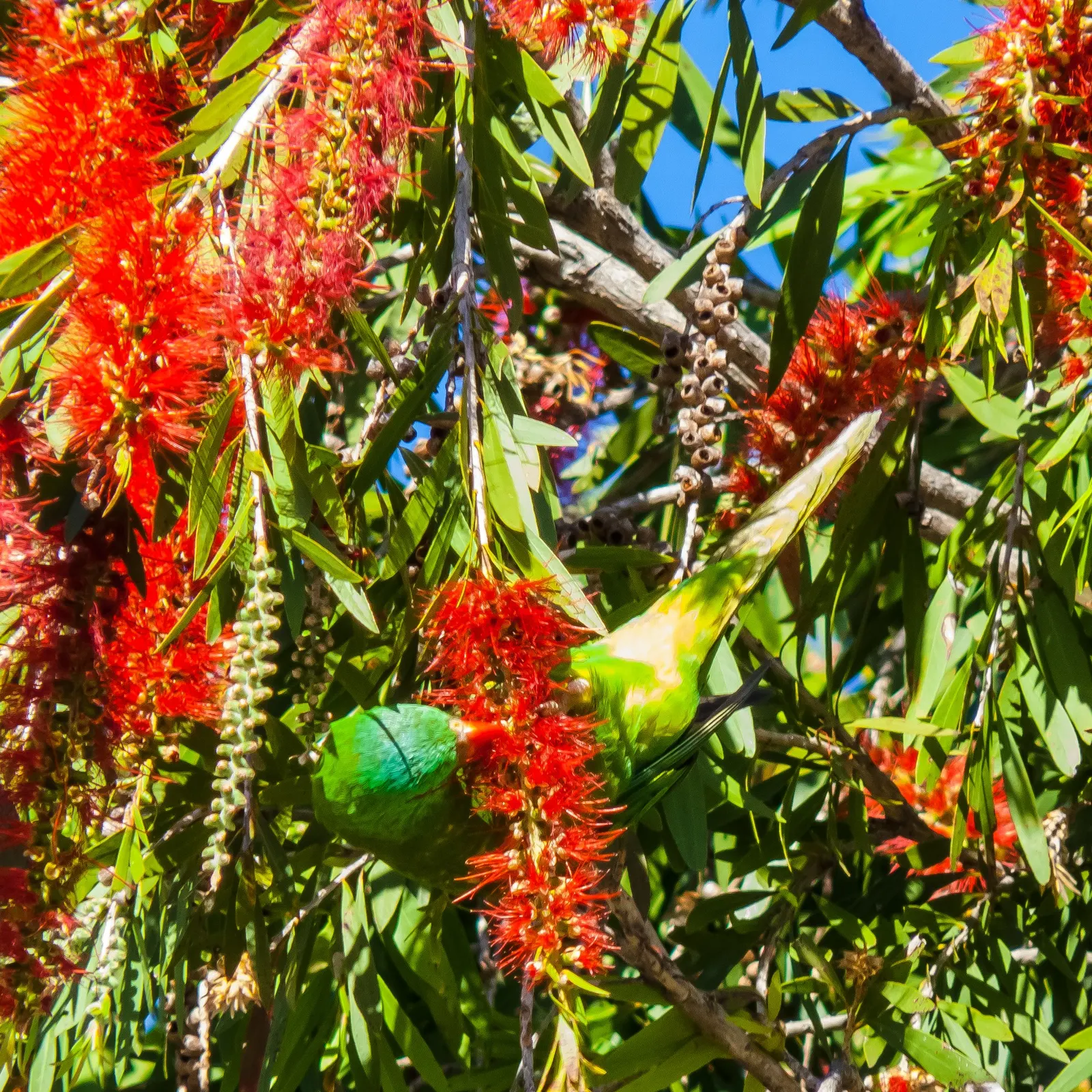 Cockspur Coral Tree (Erythrina Crista-Galli) — tree with pink and red blooms; known to be drought-tolerant once established, the Cockspur Coral, image 119