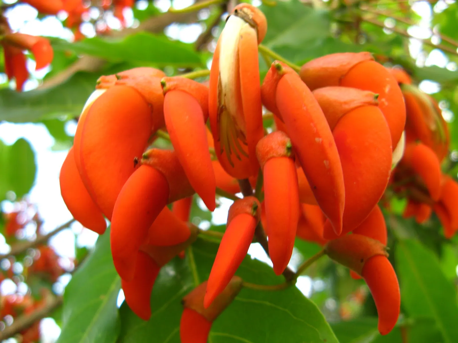 Cockspur Coral Tree (Erythrina Crista-Galli) — scientifically known as Erythrina crista-galli