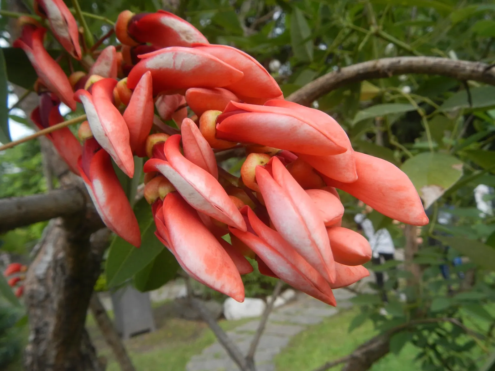 Cockspur Coral Tree (Erythrina Crista-Galli) — providing dappled shade beneath; thorn-like spurs.<br><br>This species thrives in USDA Hardiness, image 129