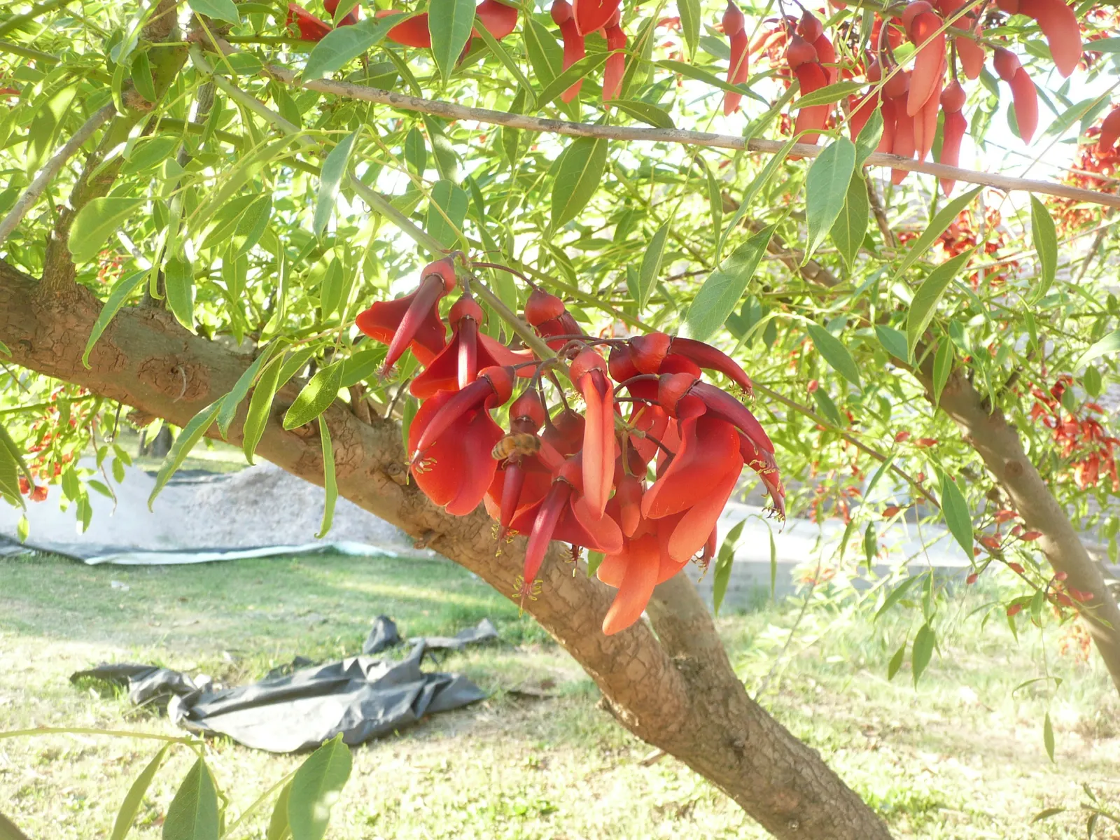 Cockspur Coral Tree (Erythrina Crista-Galli) — is a stunningly unique specimen sure to be a centerpiece in any landscape design; it does require occasional