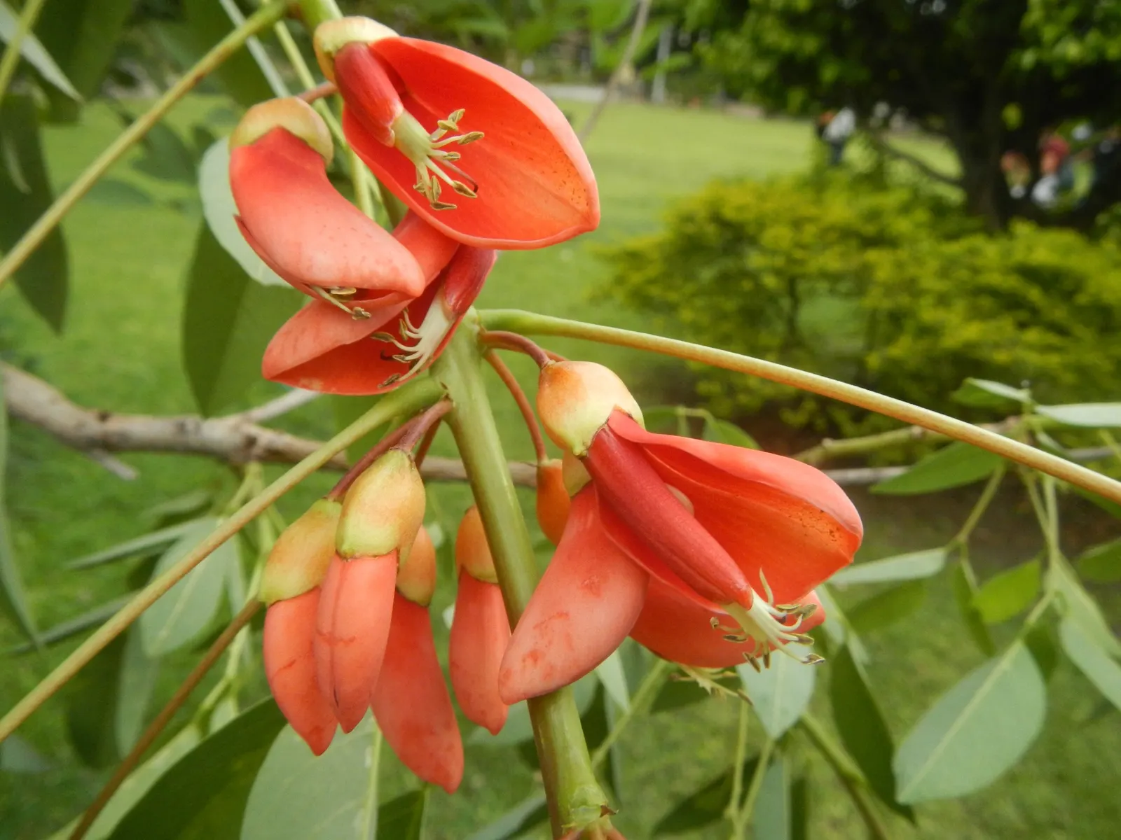 Cockspur Coral Tree (Erythrina Crista-Galli) — Growing 15-25 feet tall, this deciduous tree features a rugged trunk and thorny branches