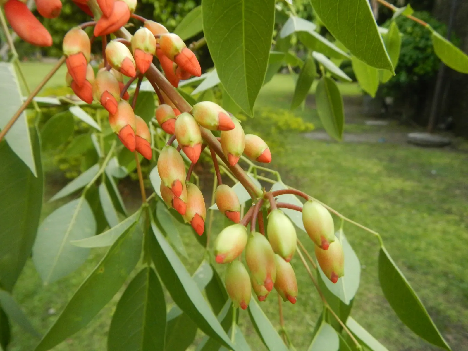 Cockspur Coral Tree (Erythrina Crista-Galli) — is a striking ornamental with vibrant red blossoms that erupt in spring and summer; making it a compelling