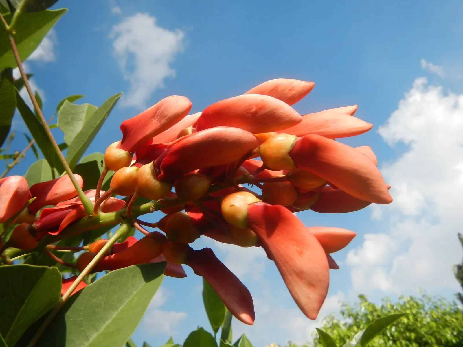 Cockspur Coral Tree (Erythrina Crista-Galli) — scientifically known as Erythrina crista-galli; erythrina crista-galli's canopy forms an umbrella-like shape