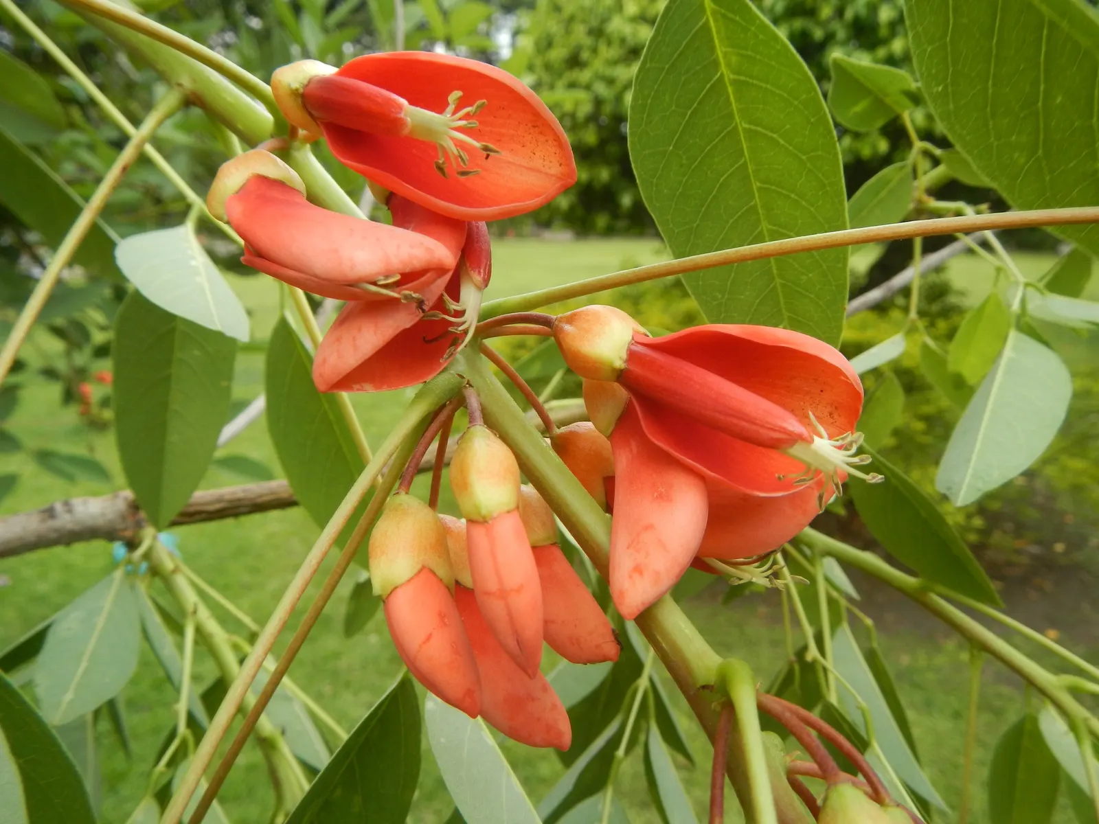 Cockspur Coral Tree (Erythrina Crista-Galli) — making it a compelling choice for focal points in warm-climate landscapes; is a striking ornamental with vibrant