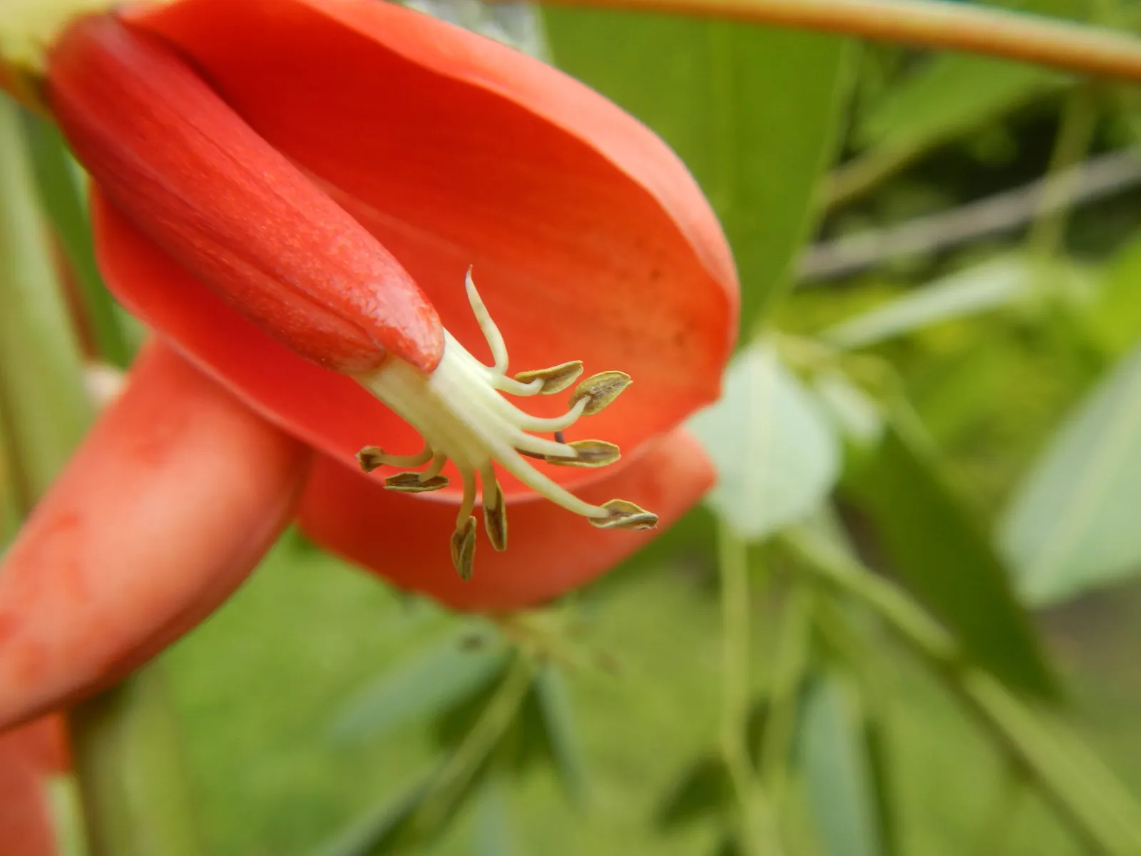 Cockspur Coral Tree (Erythrina Crista-Galli) — which also helps maintain its attractive form.<br><br>A word of caution: parts of the plant