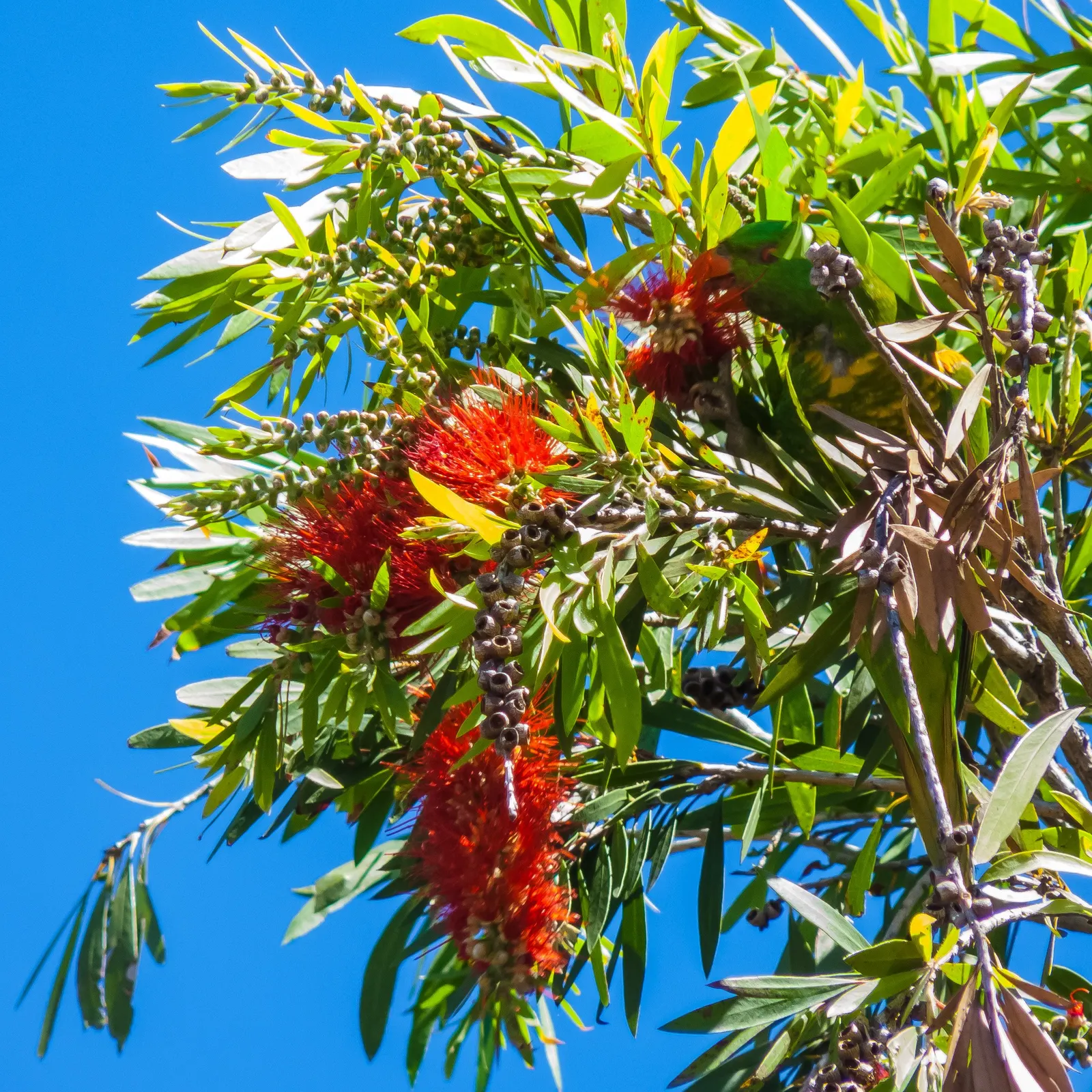 Cockspur Coral Tree (Erythrina Crista-Galli) — making it a compelling choice for focal points in warm-climate landscapes; is a striking ornamental, image 52