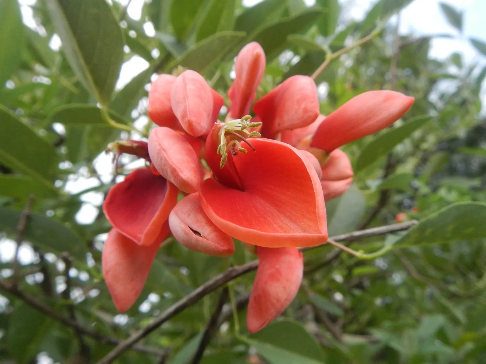 Cockspur Coral Tree (Erythrina Crista-Galli) — low-maintenance addition to their garden