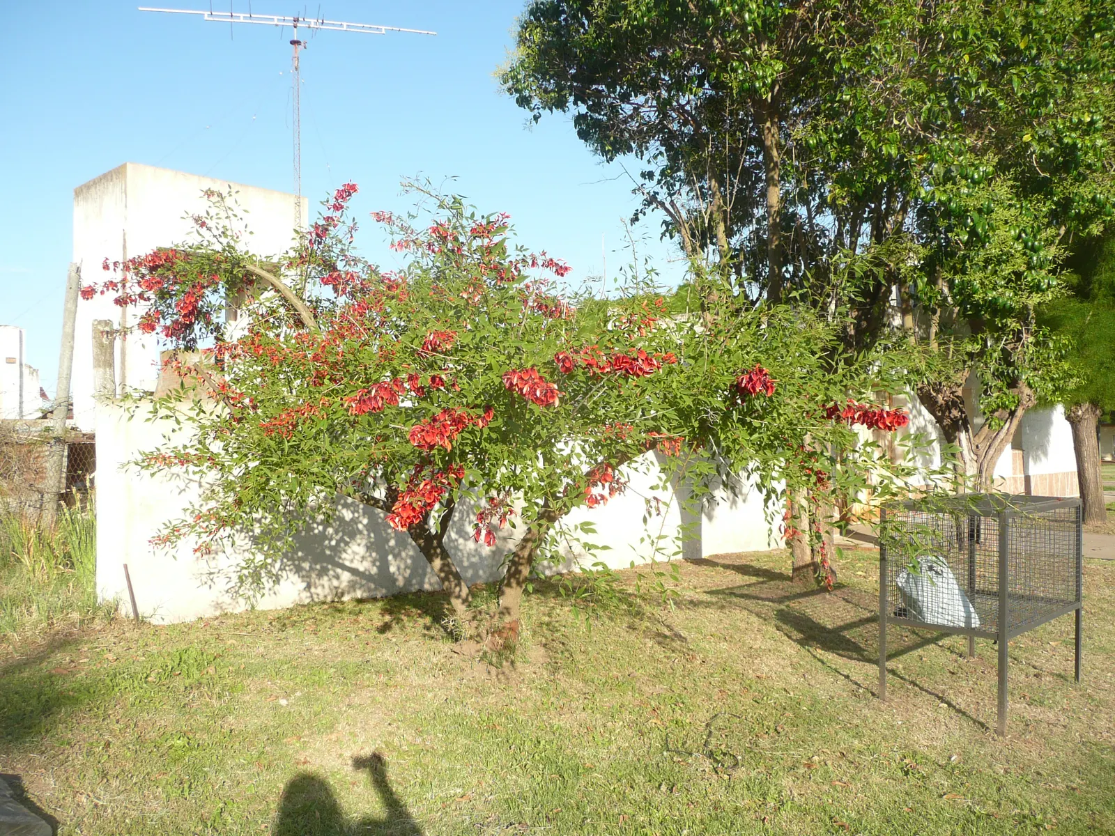 Cockspur Coral Tree (Erythrina Crista-Galli) — When adding this tree to a garden design