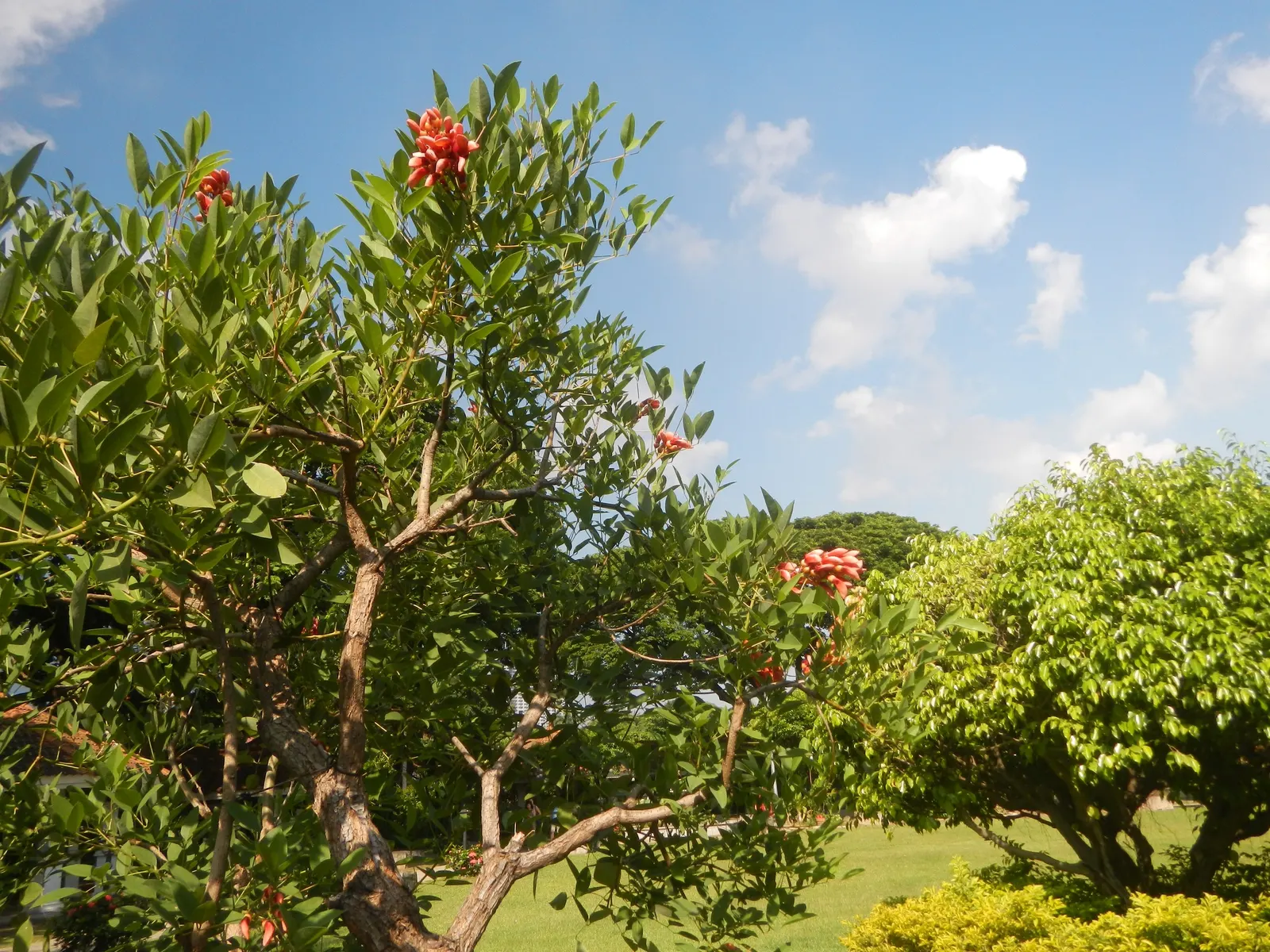 Cockspur Coral Tree (Erythrina Crista-Galli) — Erythrina crista-galli's canopy forms an umbrella-like shape; scientifically known as Erythrina, image 128