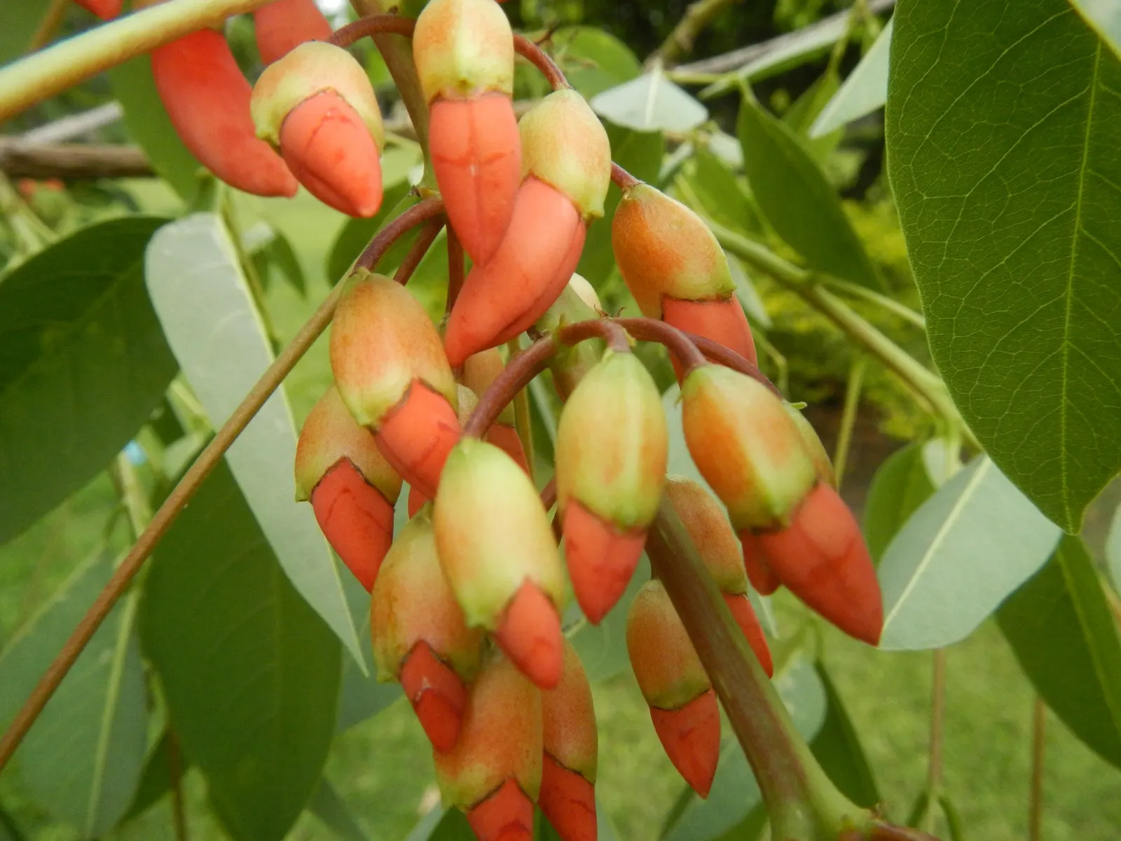 Cockspur Coral Tree (Erythrina Crista-Galli) — favoring full sun exposure and well-drained soil
