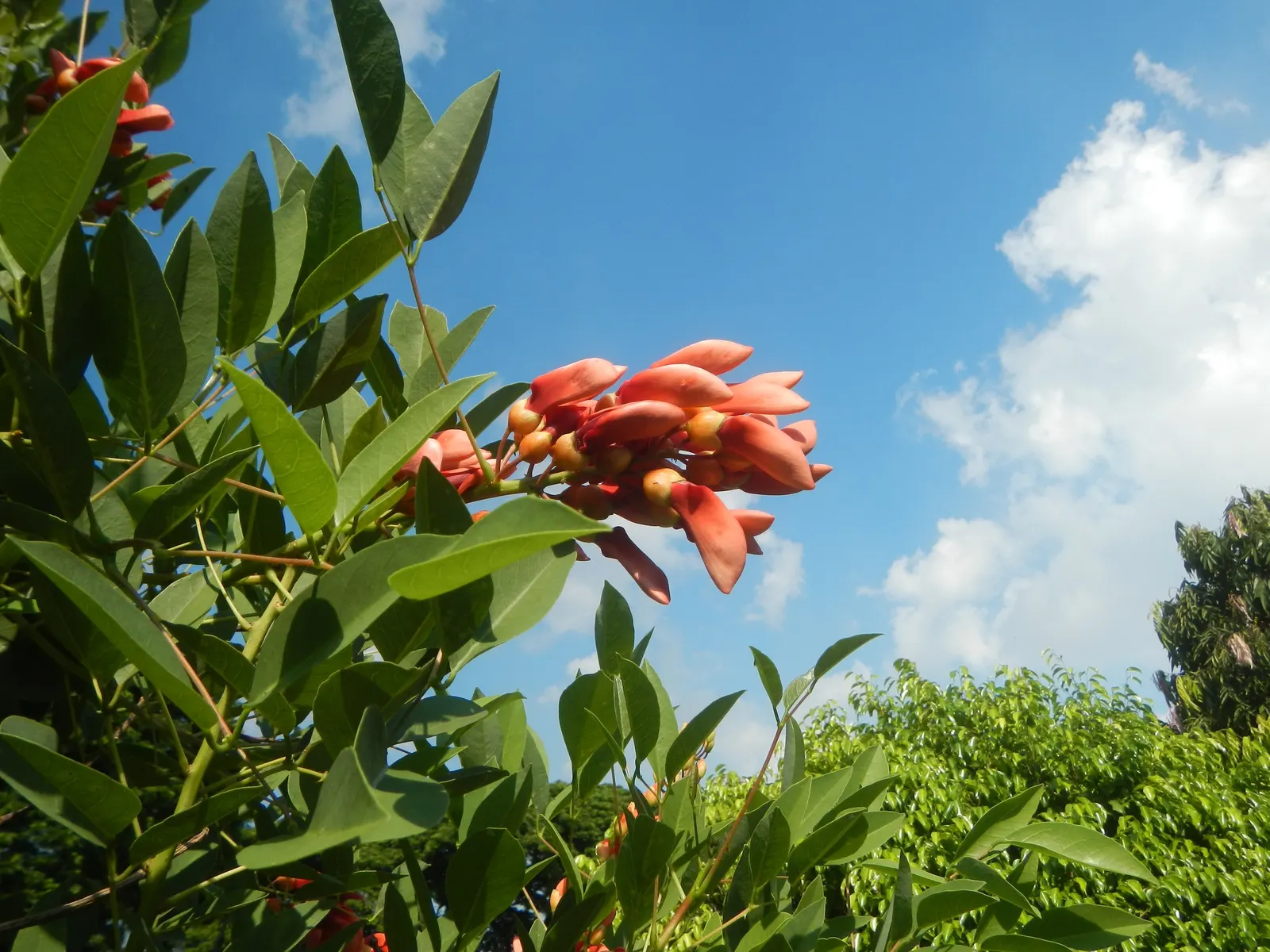 Cockspur Coral Tree (Erythrina Crista-Galli) — tree for full; low-maintenance addition to their garden, image 120