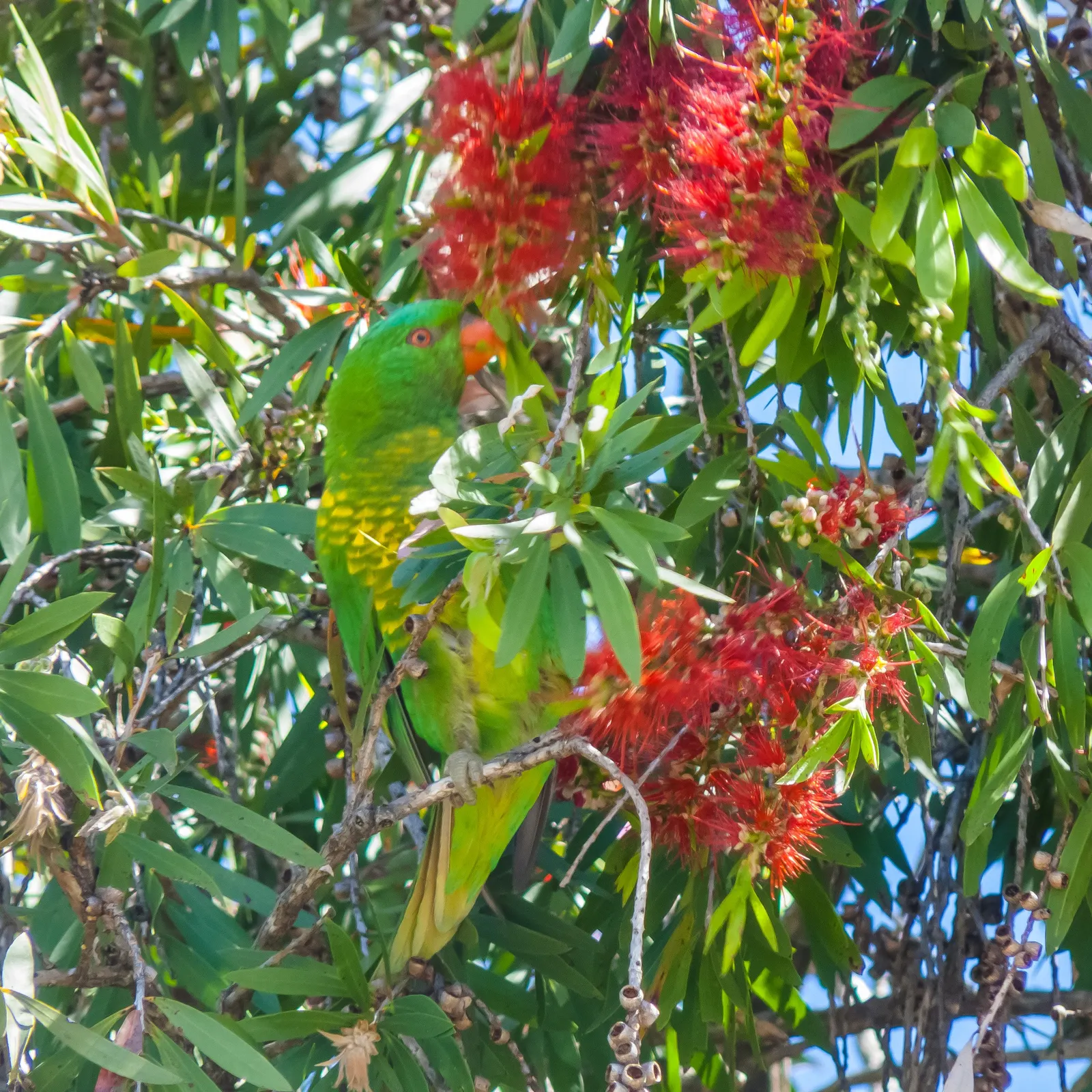 Cockspur Coral Tree (Erythrina Crista-Galli) — scientifically known as Erythrina crista-galli; erythrina crista-galli's canopy forms an, image 53