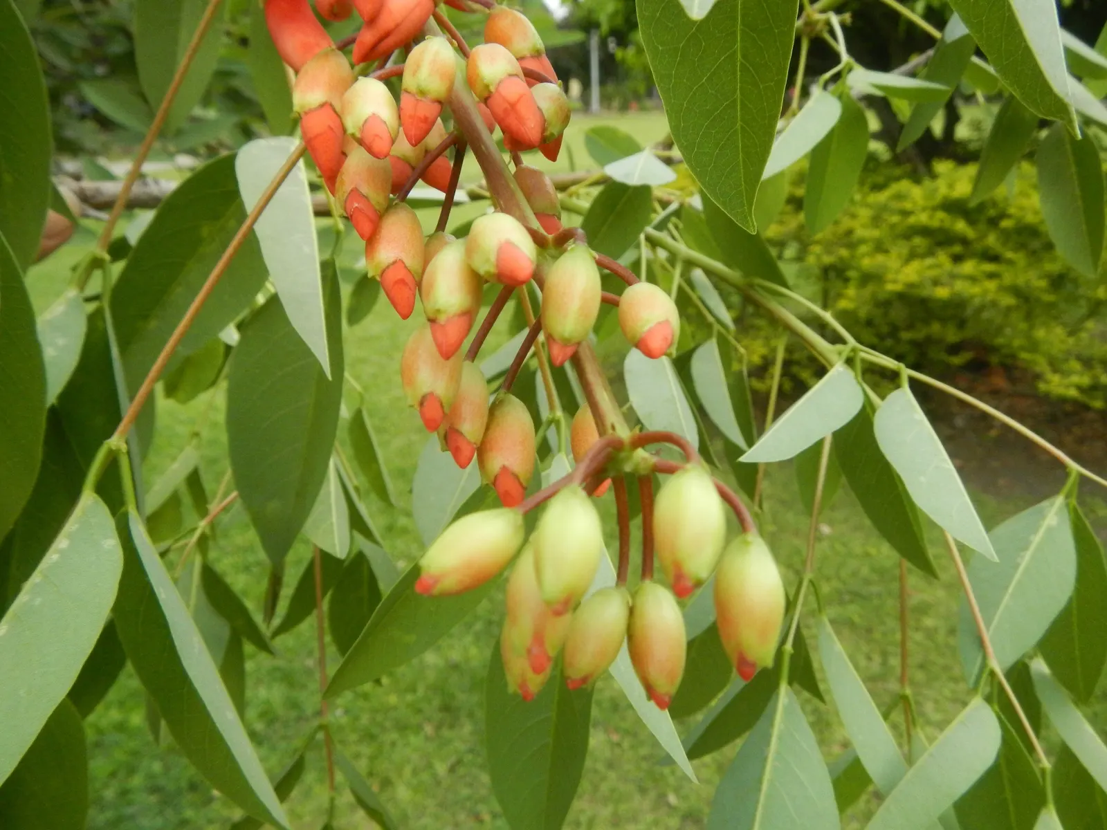 Cockspur Coral Tree (Erythrina Crista-Galli) — Known to be drought-tolerant once established, the Cockspur Coral Tree is relatively low-maintenance