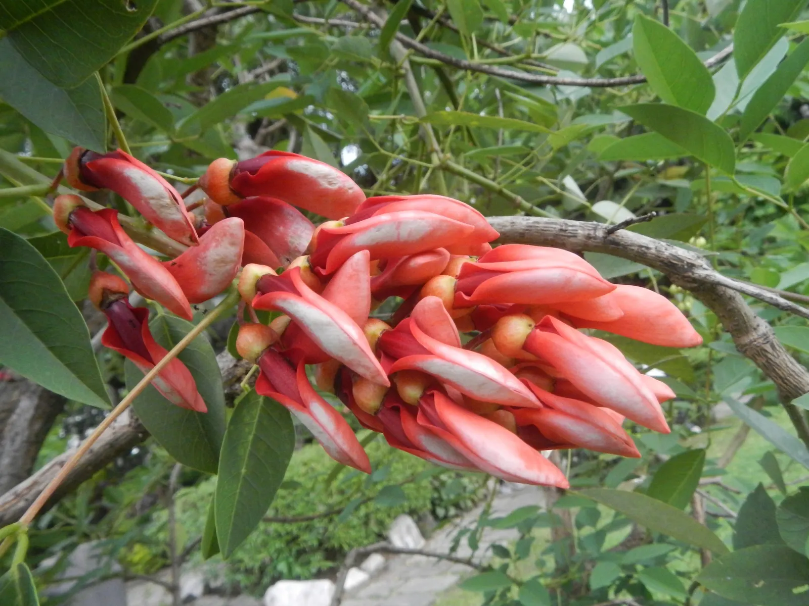 Cockspur Coral Tree (Erythrina Crista-Galli) — and is an excellent choice for those seeking a dramatic