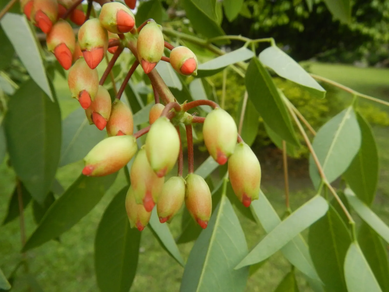 Cockspur Coral Tree (Erythrina Crista-Galli) — coral-red flowers that bloom in abundance during the warmer months; pink and red flowers in the, image 127