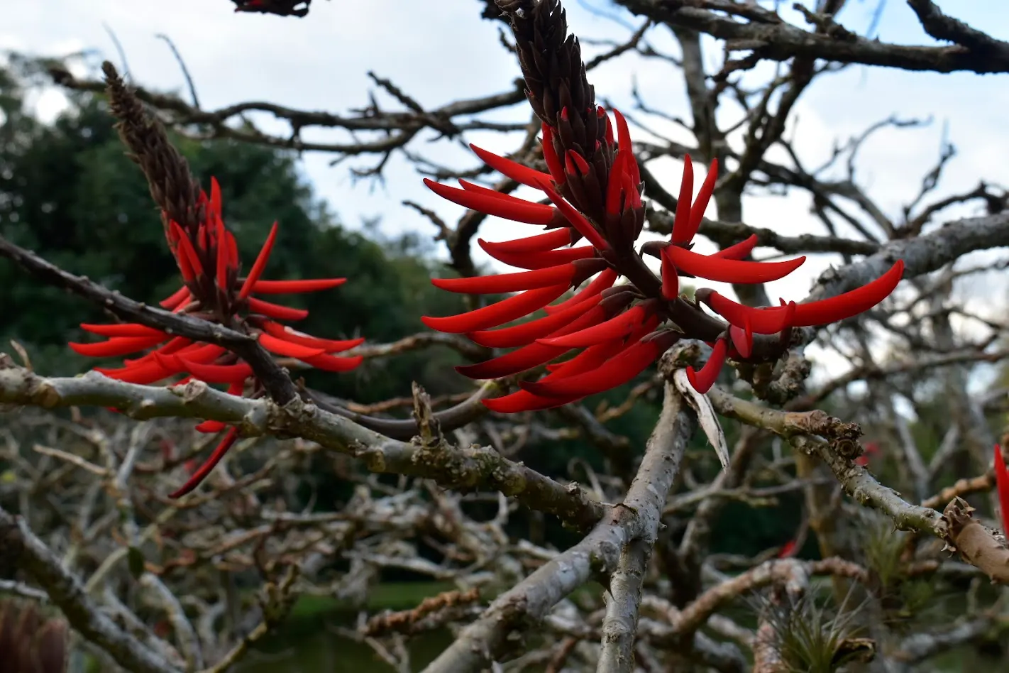 Cockspur Coral Tree (Erythrina Crista-Galli) — making it a compelling choice for focal points in warm-climate landscapes