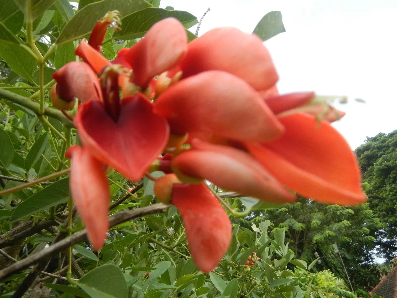 Cockspur Coral Tree (Erythrina Crista-Galli) — Best in USDA Zones 9-11, it prefers full sun and well-drained soils; when adding this tree to a garden design