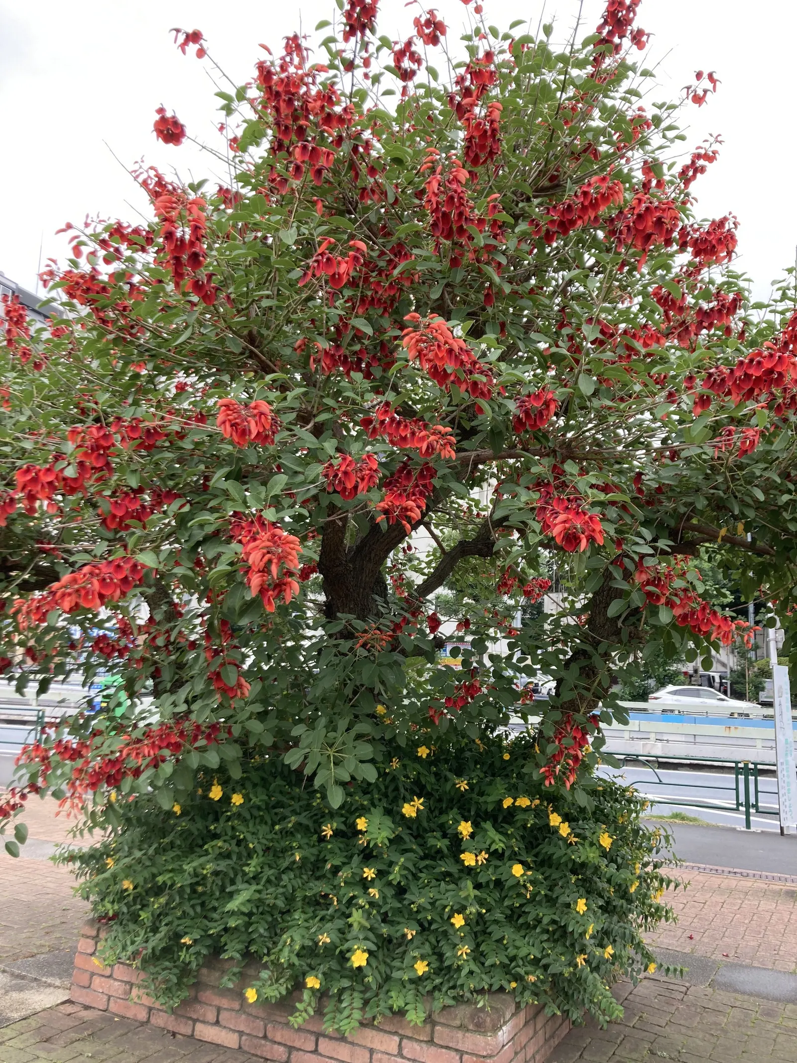 Cockspur Coral Tree (Erythrina Crista-Galli) — Erythrina crista-galli offers bold color