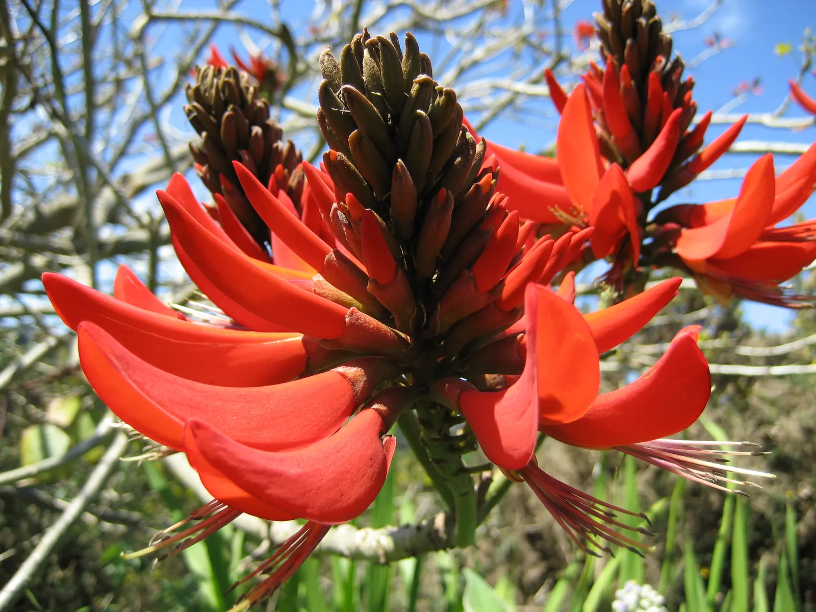 Cockspur Coral Tree (Erythrina Crista-Galli) — Its trunk and branches are notable; erythrina crista-galli offers bold color, image 130