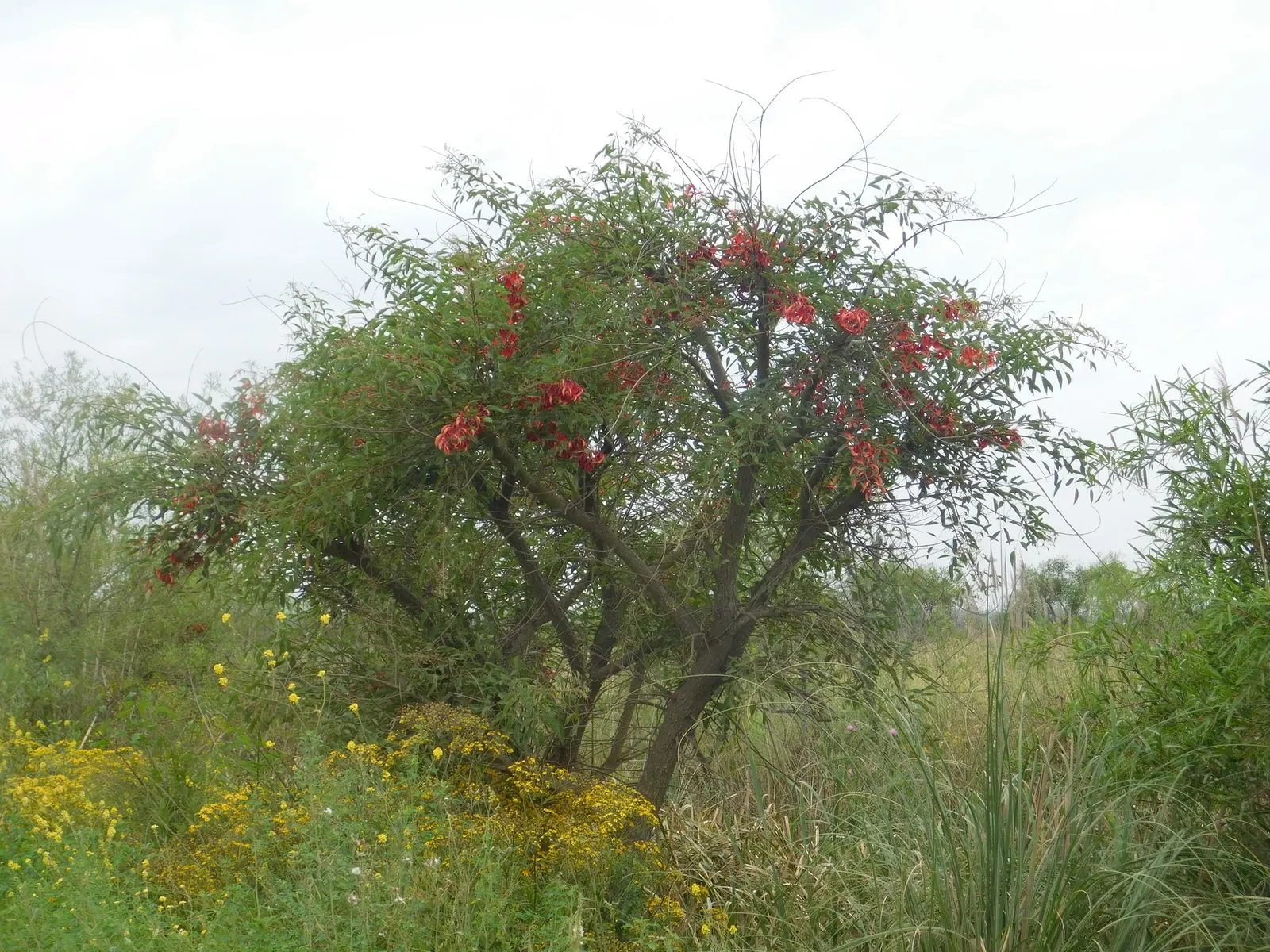 Cockspur Coral Tree (Erythrina Crista-Galli) — is a striking ornamental with vibrant red blossoms that erupt in spring and summer
