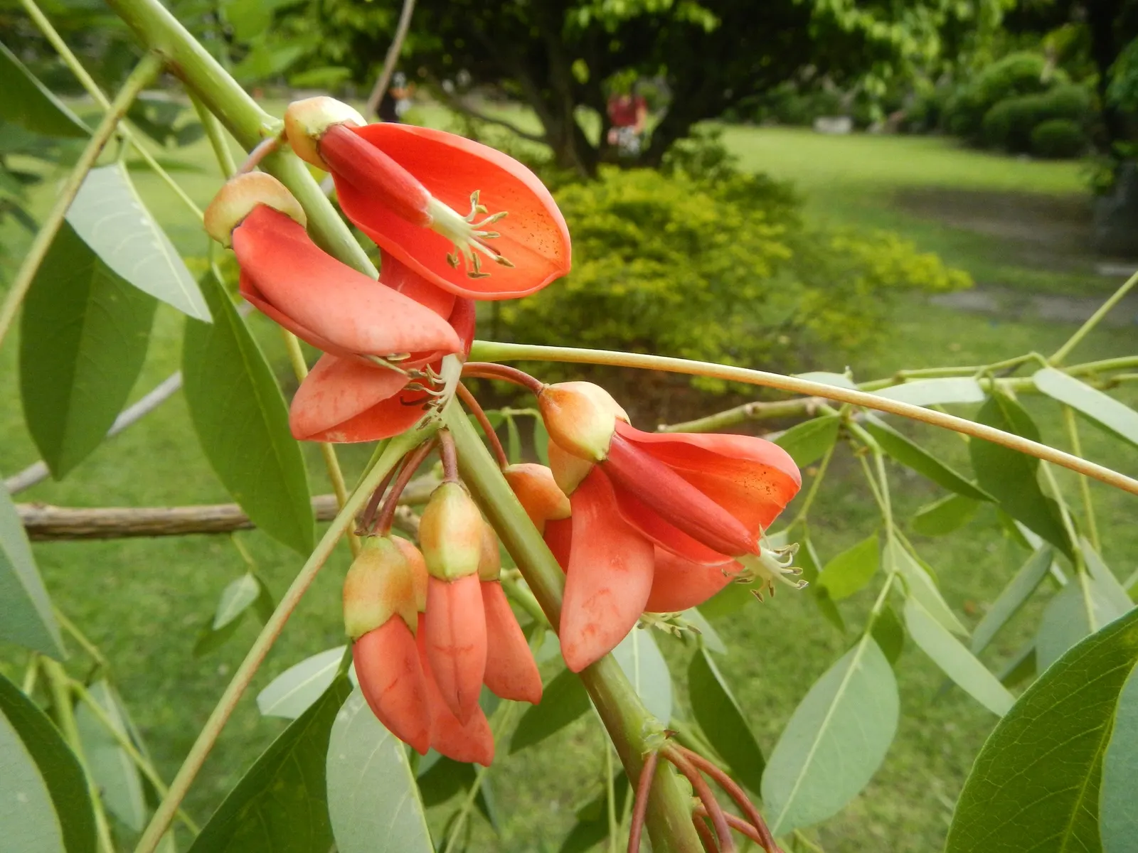 Cockspur Coral Tree (Erythrina Crista-Galli) — Erythrina crista-galli's canopy forms an umbrella-like shape; scientifically known as Erythrina crista-galli