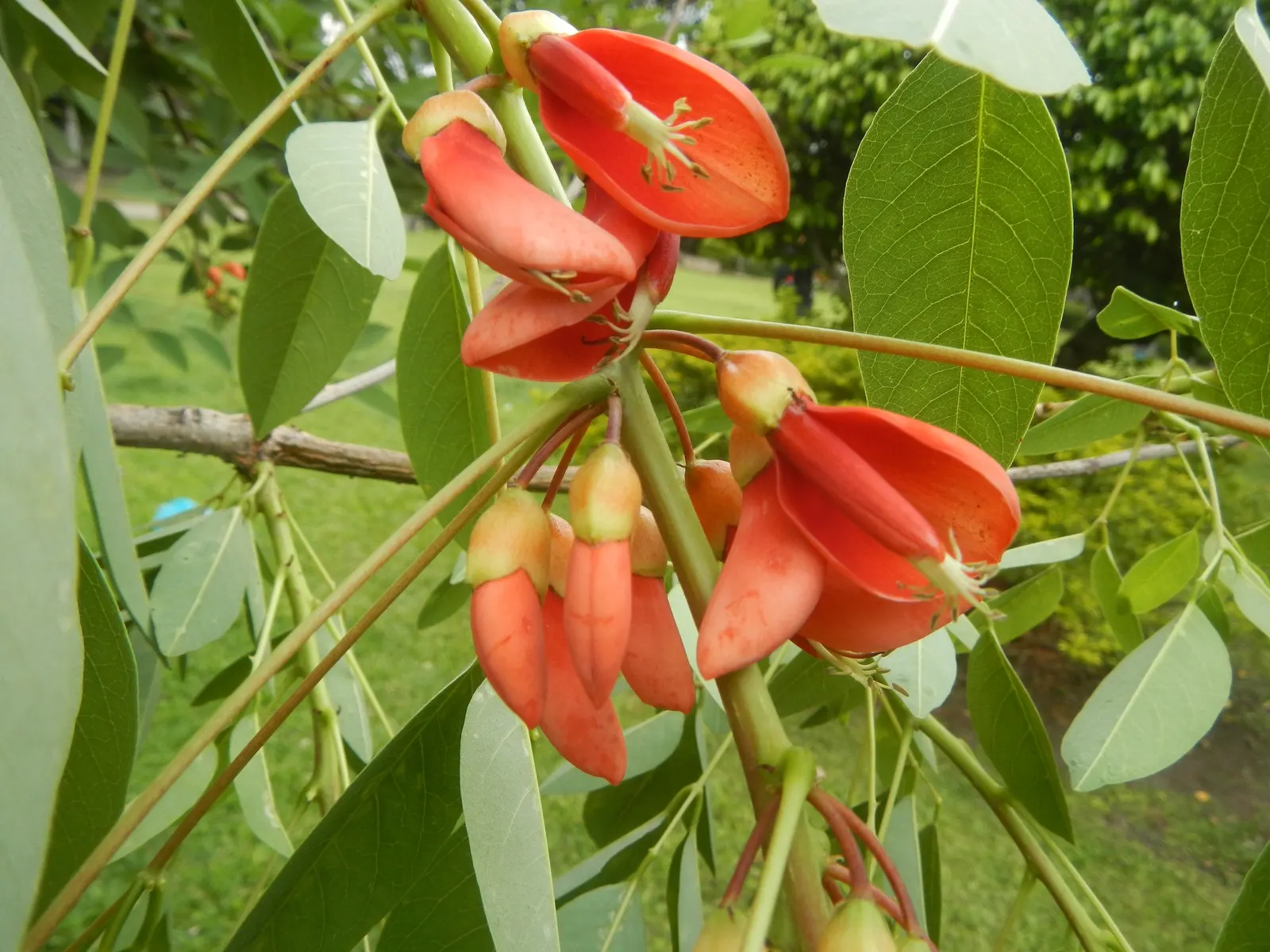 Cockspur Coral Tree (Erythrina Crista-Galli) — Best in USDA Zones 9-11, it prefers full sun and well-drained soils