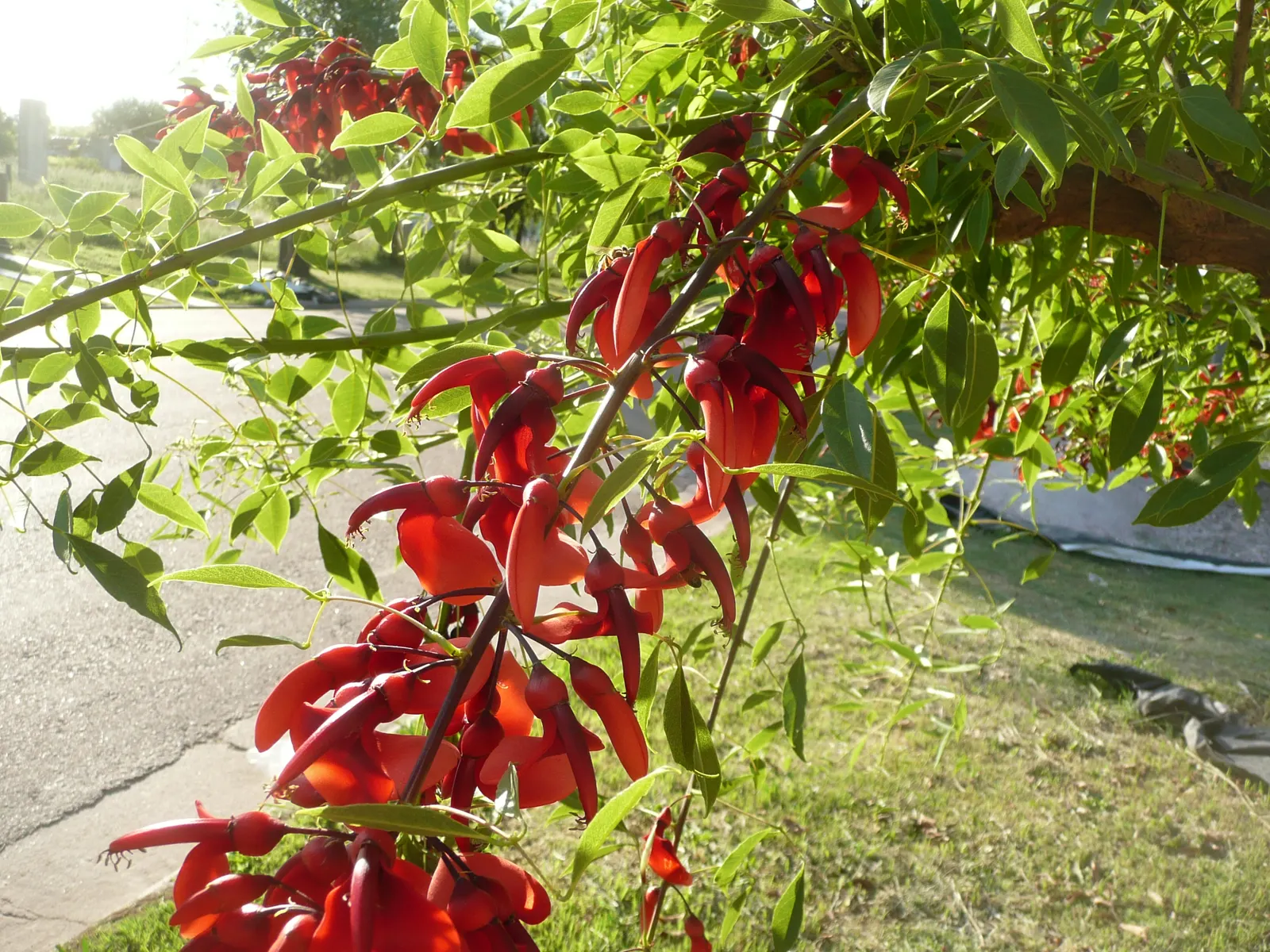 Cockspur Coral Tree (Erythrina Crista-Galli) — tree for full