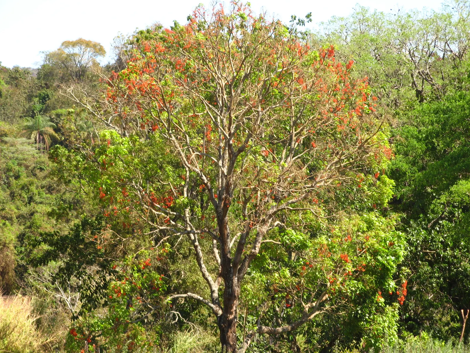 Cockspur Coral Tree (Erythrina Crista-Galli) — so it's essential to place it out of reach of pets and children