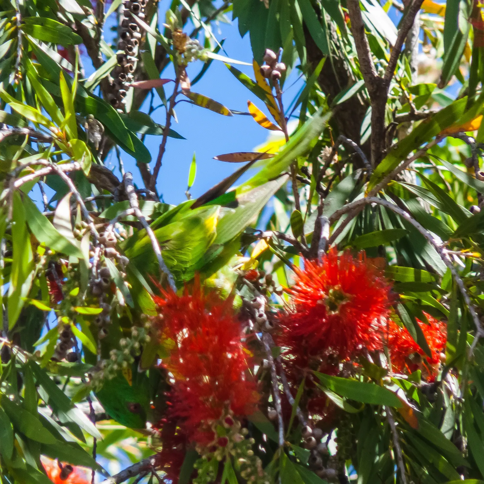 Cockspur Coral Tree (Erythrina Crista-Galli) — thorn-like spurs.<br><br>This species thrives in USDA Hardiness Zones 9-11; providing dappled shade, image 132