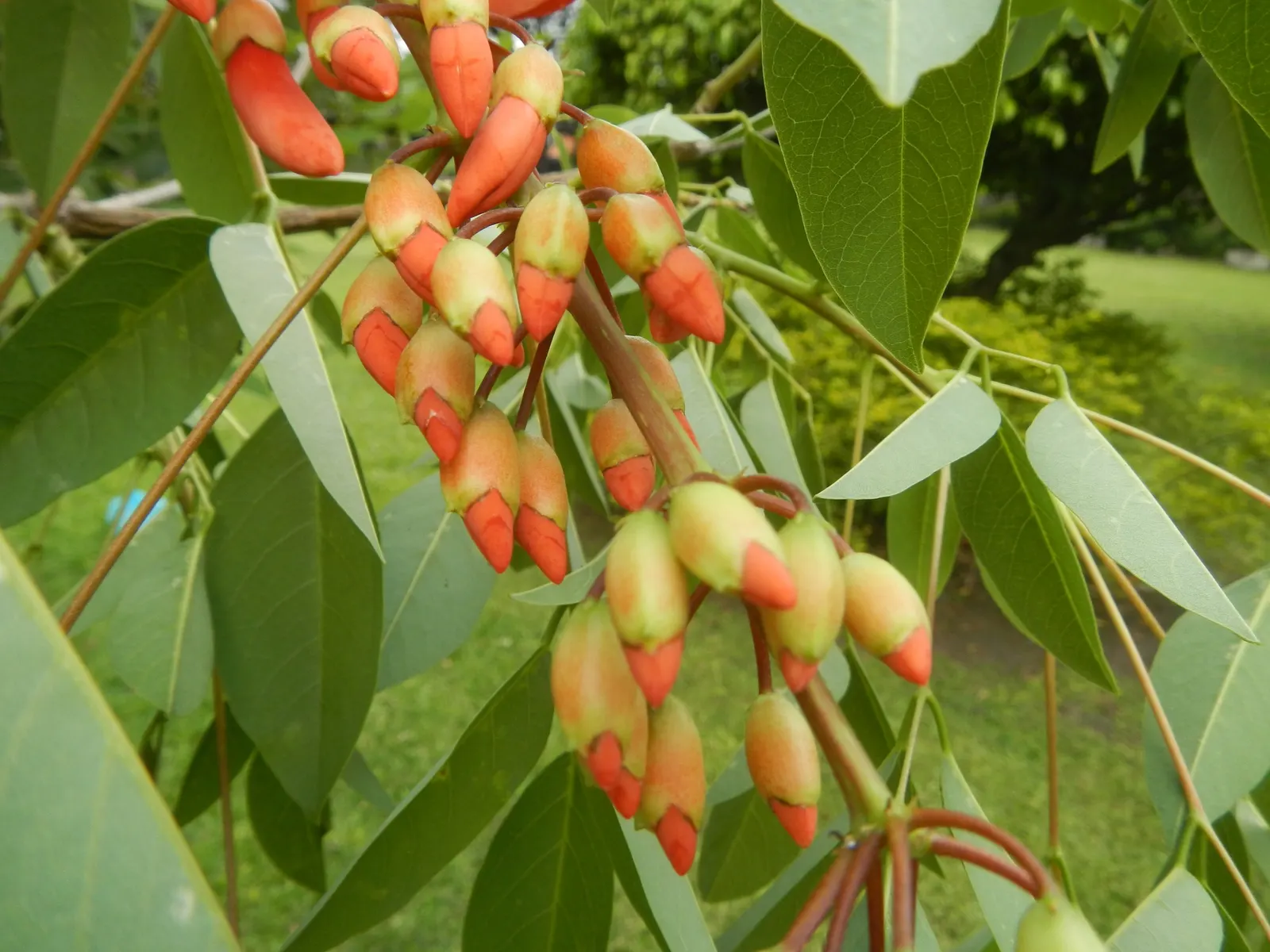 Cockspur Coral Tree (Erythrina Crista-Galli) — coral-red flowers that bloom in abundance during the warmer months; pink and red flowers in the garden