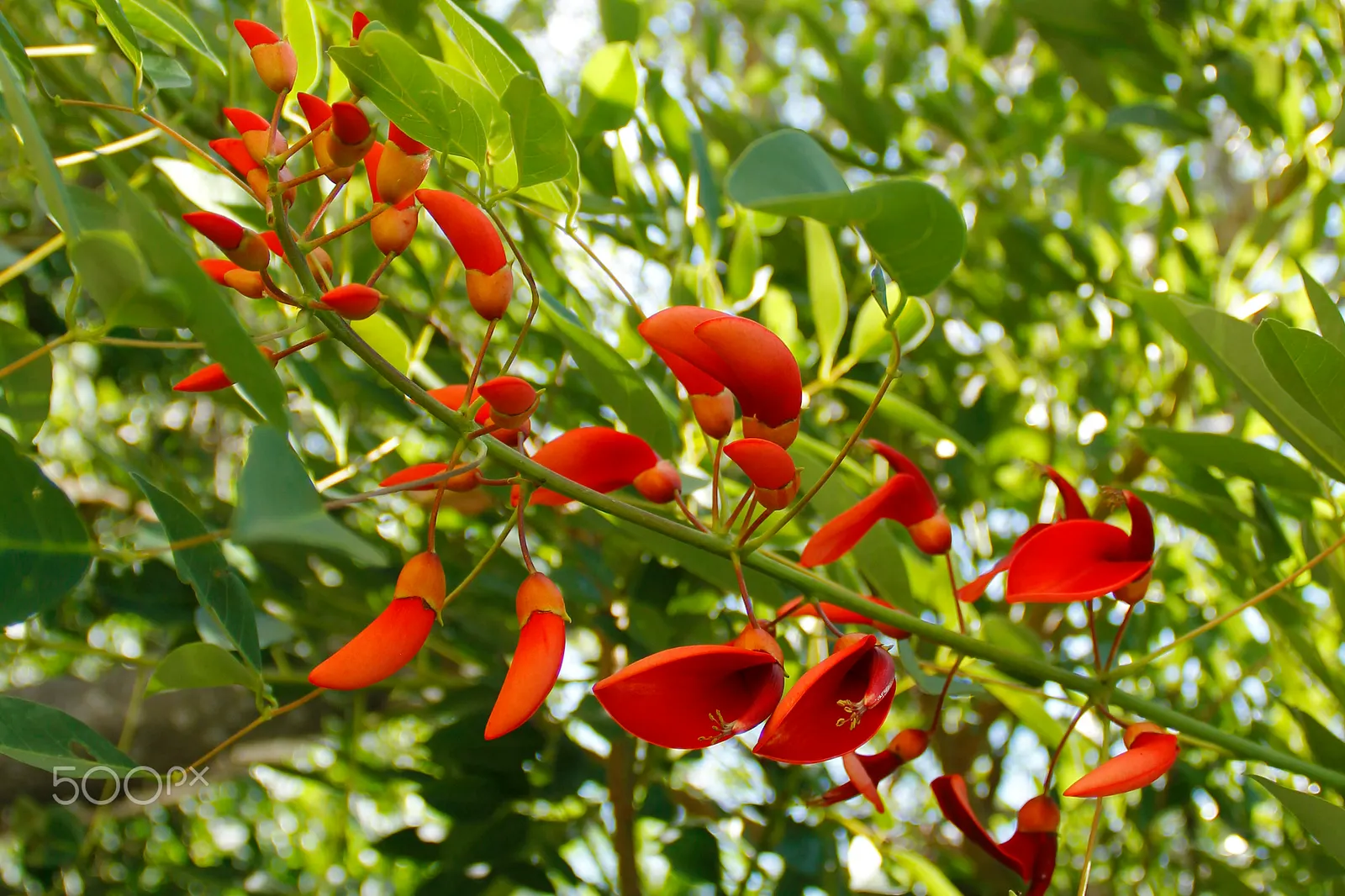 Cockspur Coral Tree (Erythrina Crista-Galli) — Erythrina crista-galli's canopy forms an umbrella-like shape
