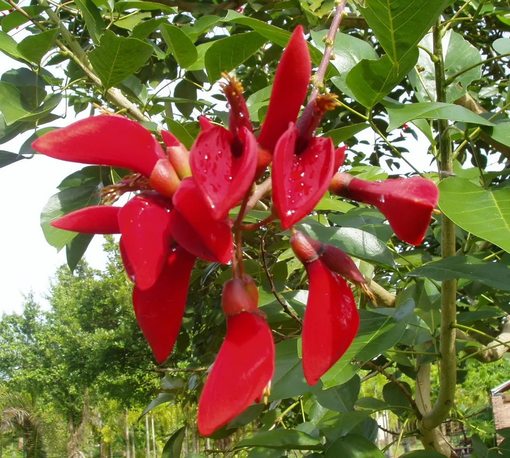 Cockspur Coral Tree (Erythrina Crista-Galli) — it does require occasional pruning to remove any dead or damaged limbs