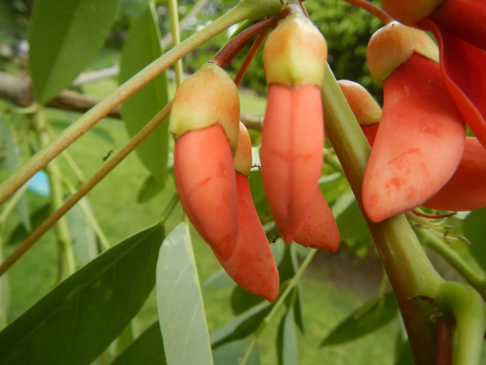 Cockspur Coral Tree (Erythrina Crista-Galli) — characterized by a distinct gray-brown bark and stout