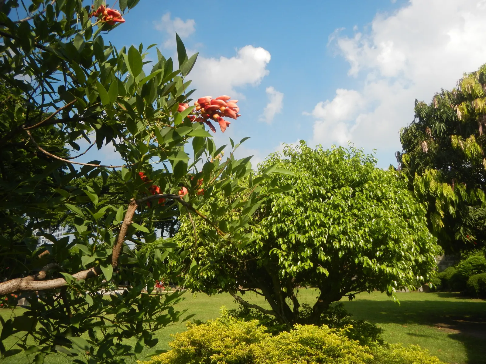 Cockspur Coral Tree (Erythrina Crista-Galli) — coral-red flowers that bloom in abundance during the warmer months