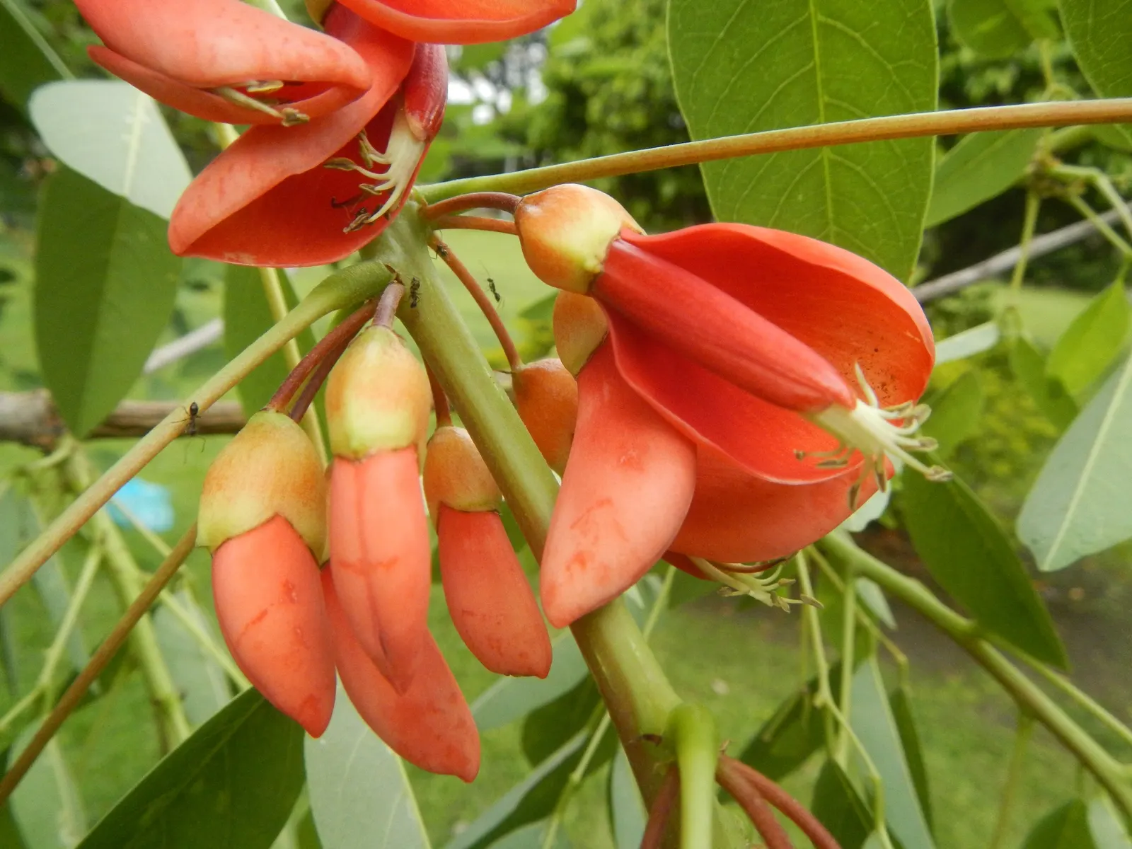 Cockspur Coral Tree (Erythrina Crista-Galli) — tree with pink and red blooms