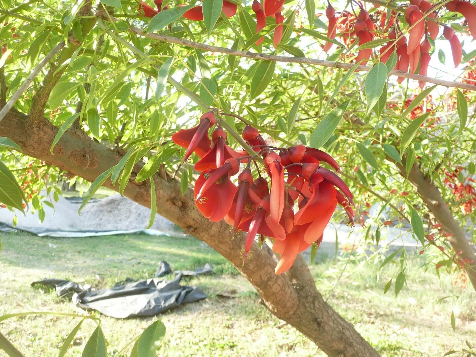 Cockspur Coral Tree (Erythrina Crista-Galli) — Its trunk and branches are notable