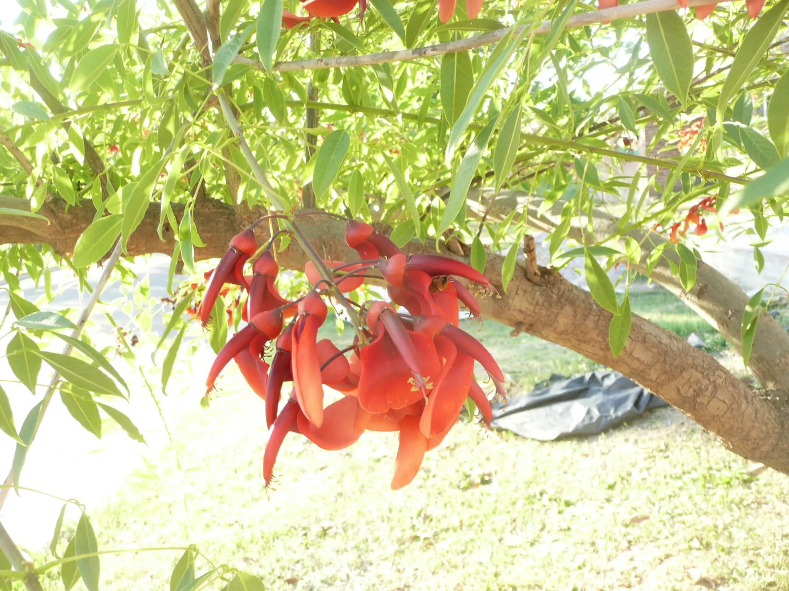 Cockspur Coral Tree (Erythrina Crista-Galli) — is a stunningly unique specimen sure to be a centerpiece in any landscape design