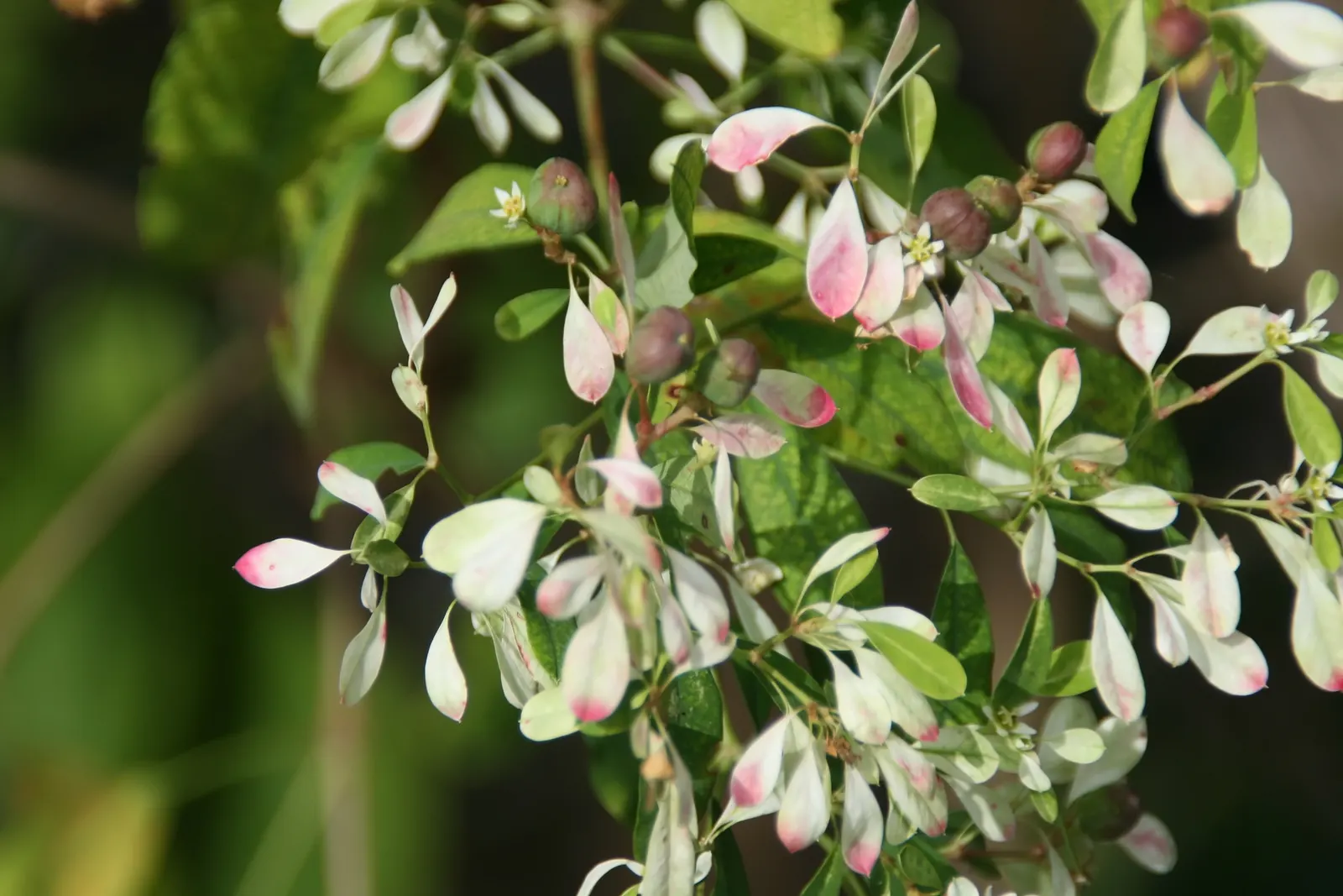 Bougainvillea, La Jolla (Bougainvillea 'La Jolla') — low-maintenance choice for warm
