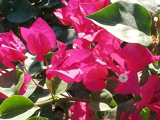 Bougainvillea, La Jolla (Bougainvillea 'La Jolla') — Bougainvillea 'La Jolla' is a vibrant evergreen vine known for its lush
