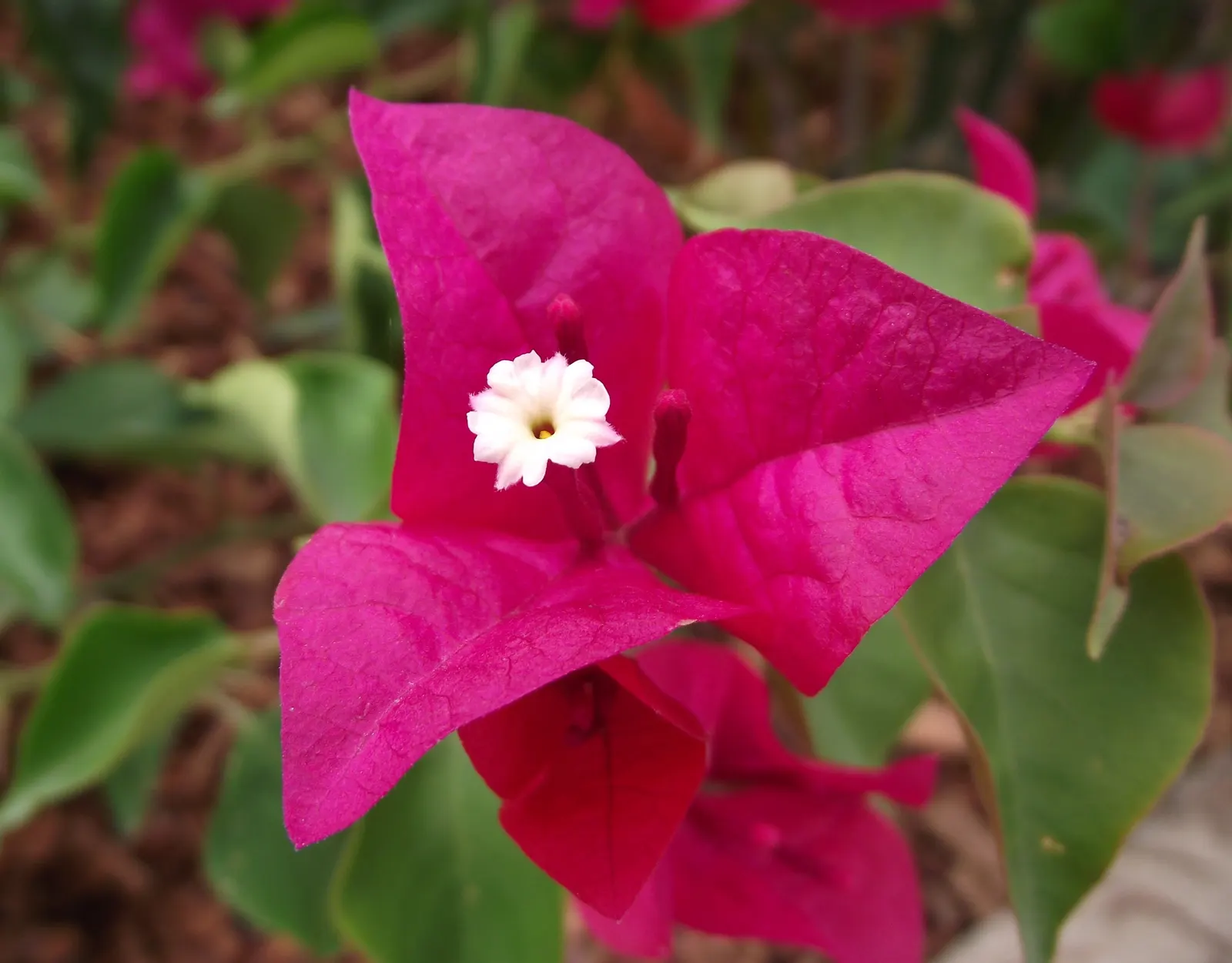 Bougainvillea, La Jolla (Bougainvillea 'La Jolla') — making it a popular choice in ornamental landscape design
